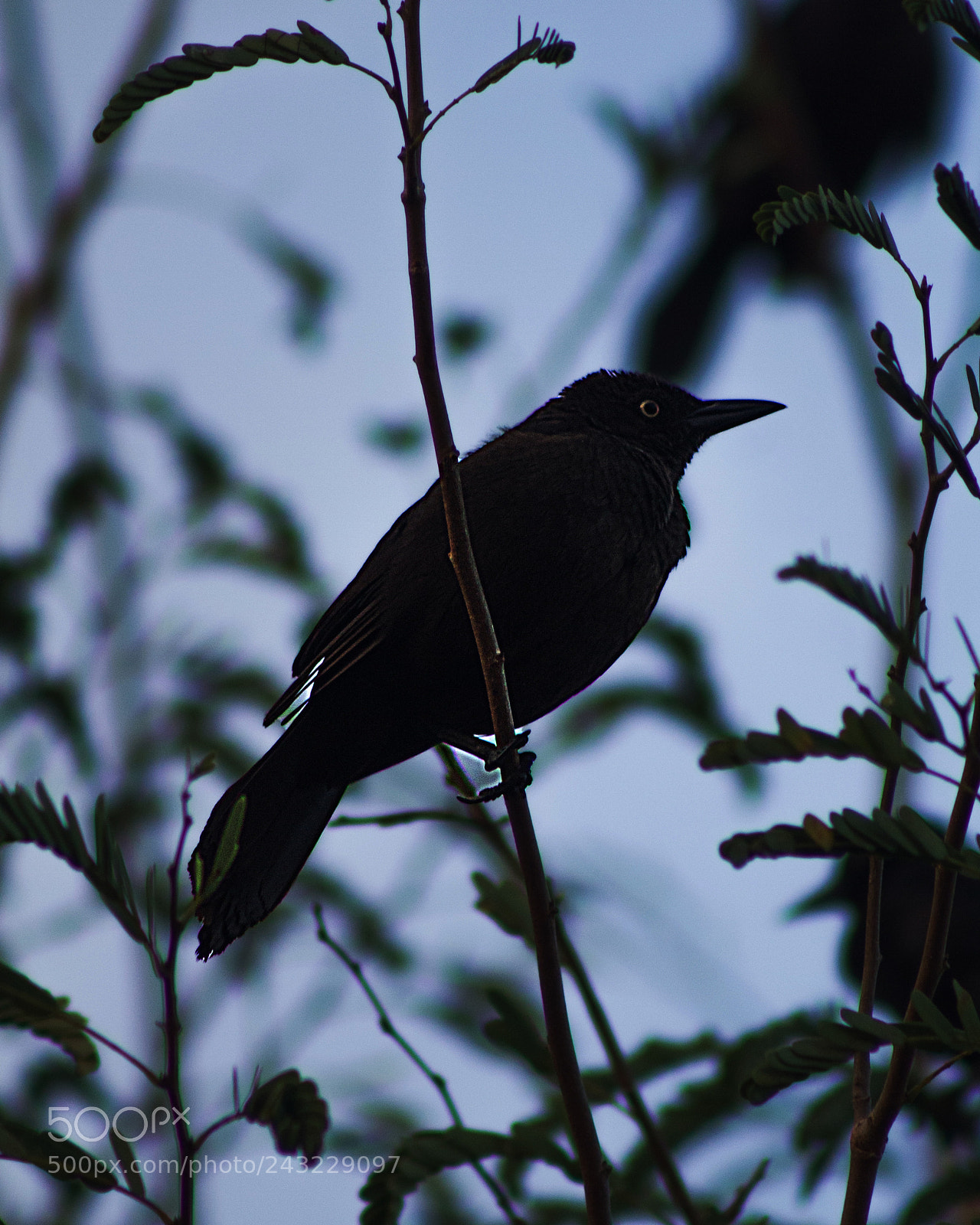 Canon EOS 1100D (EOS Rebel T3 / EOS Kiss X50) sample photo. Blackbird photography