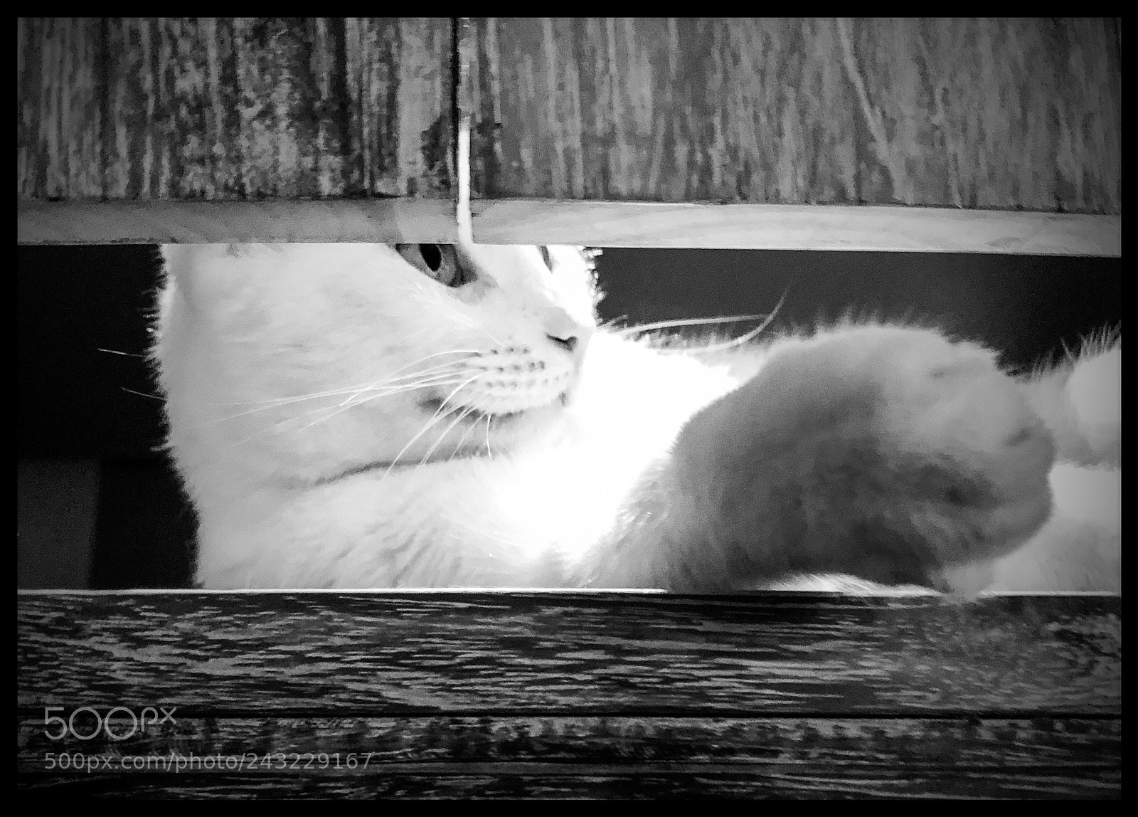 Apple iPhone X sample photo. Trape cat photography
