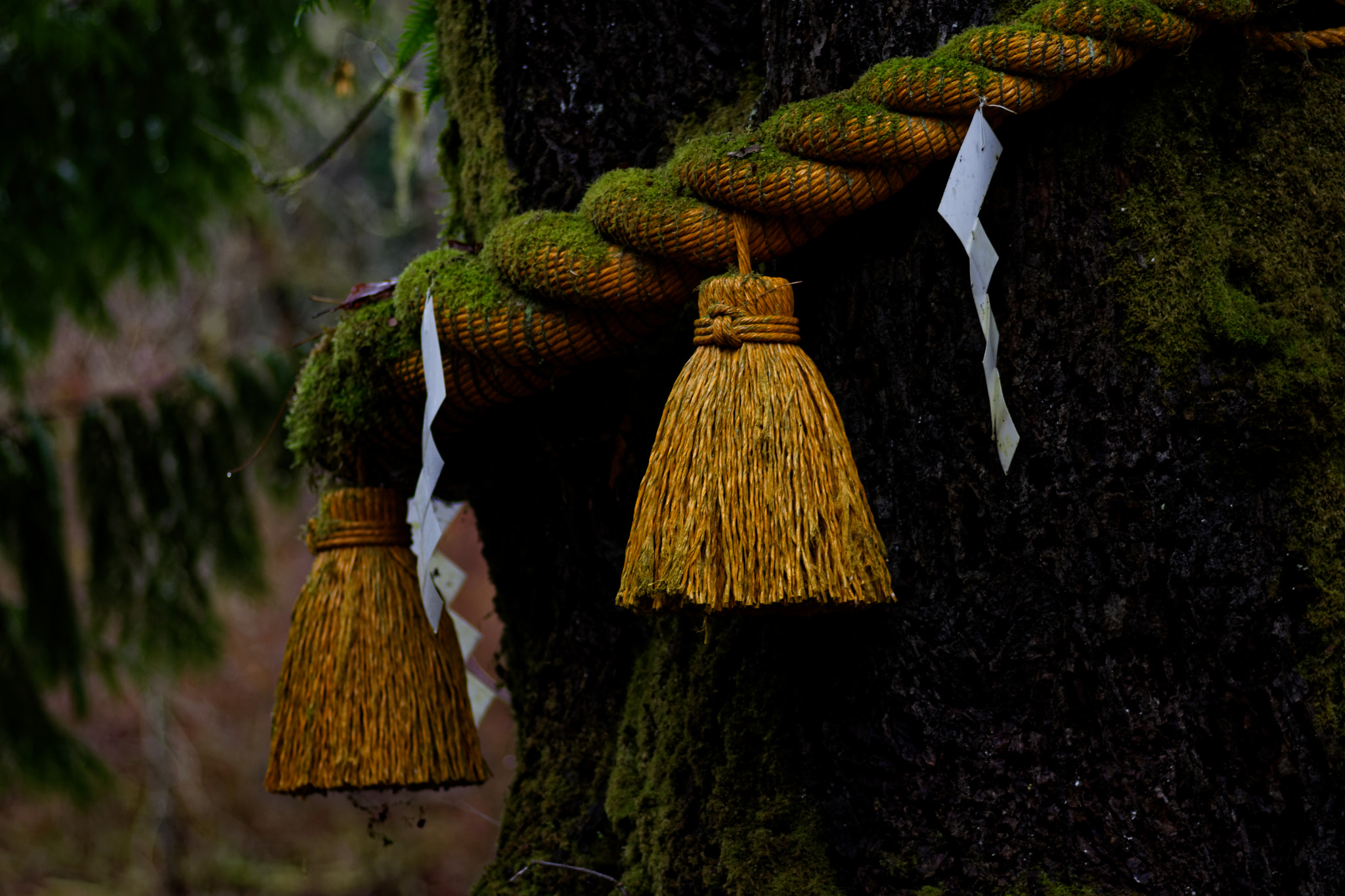 Nikon D7200 sample photo