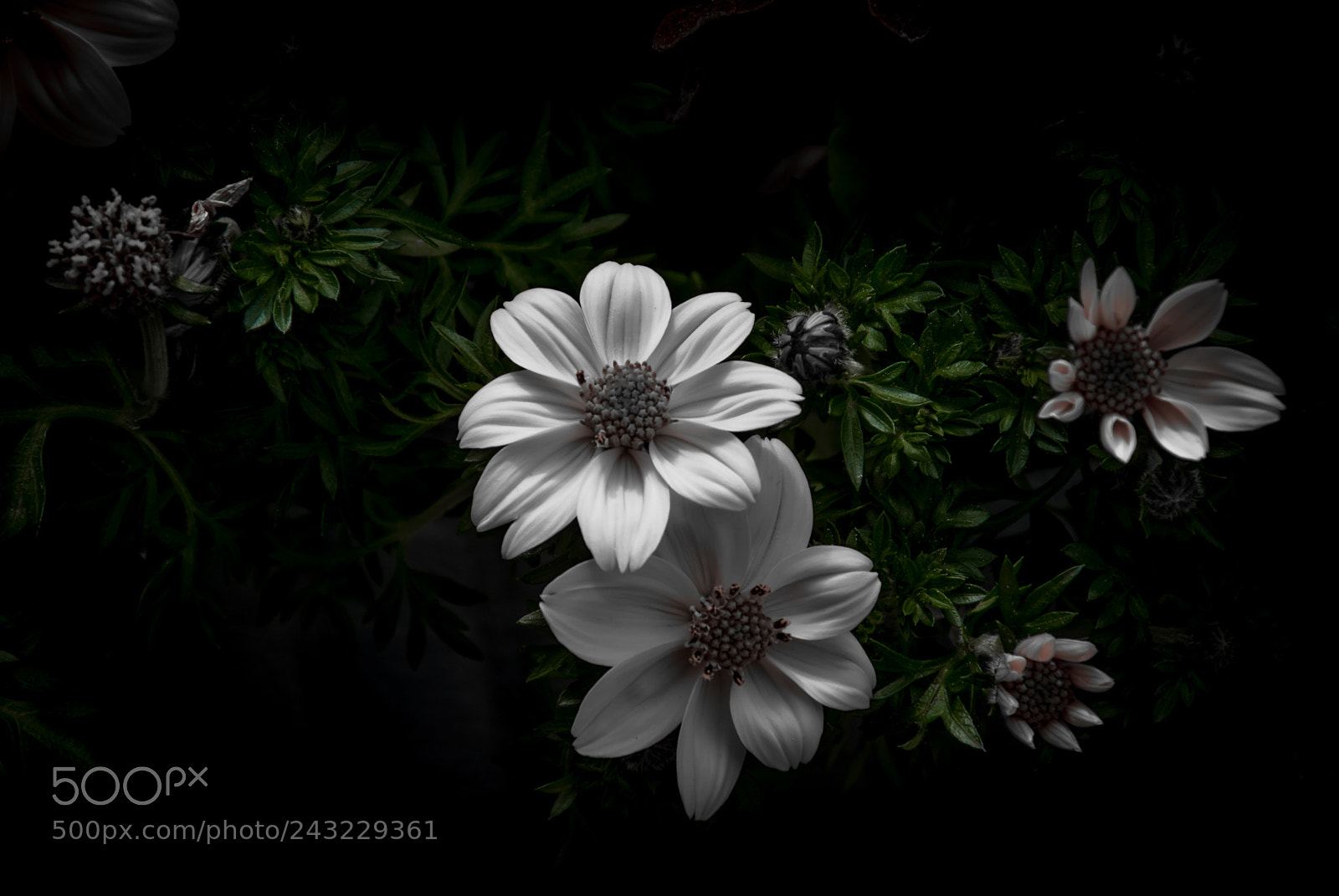 Sony Alpha DSLR-A330 sample photo. Flowers photography