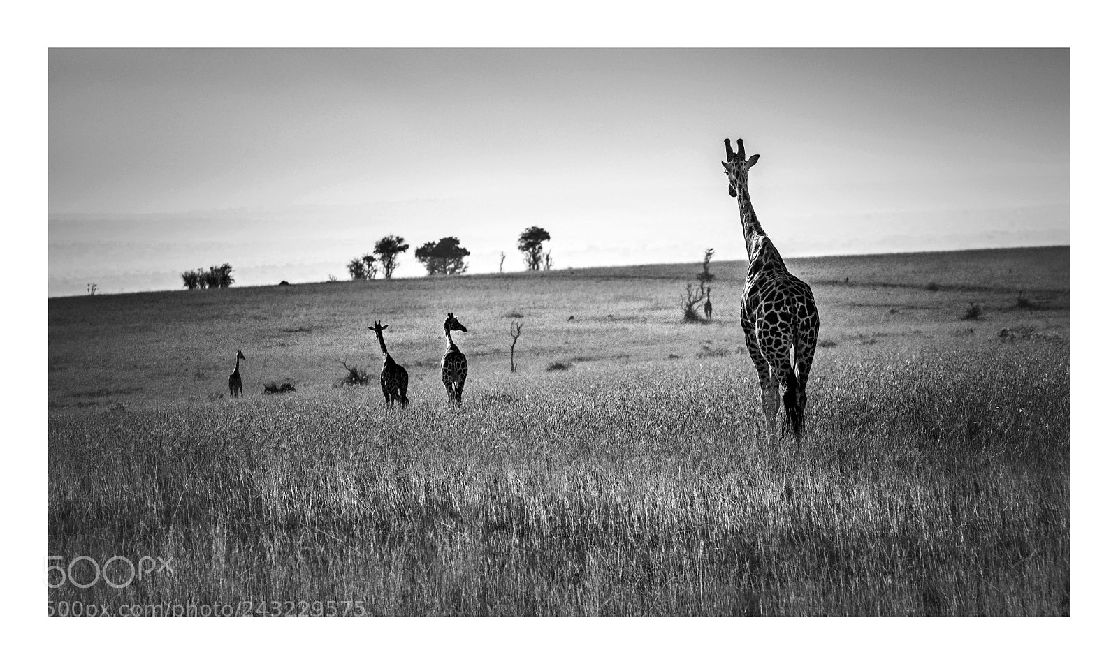 Nikon D800 sample photo. Giraffes - iii b photography