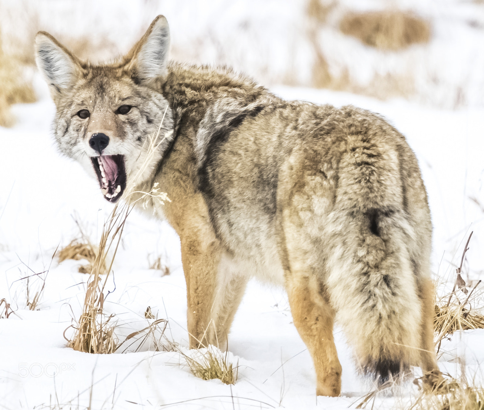 Canon EOS-1D X Mark II sample photo. Wildlife conservation a shared photography