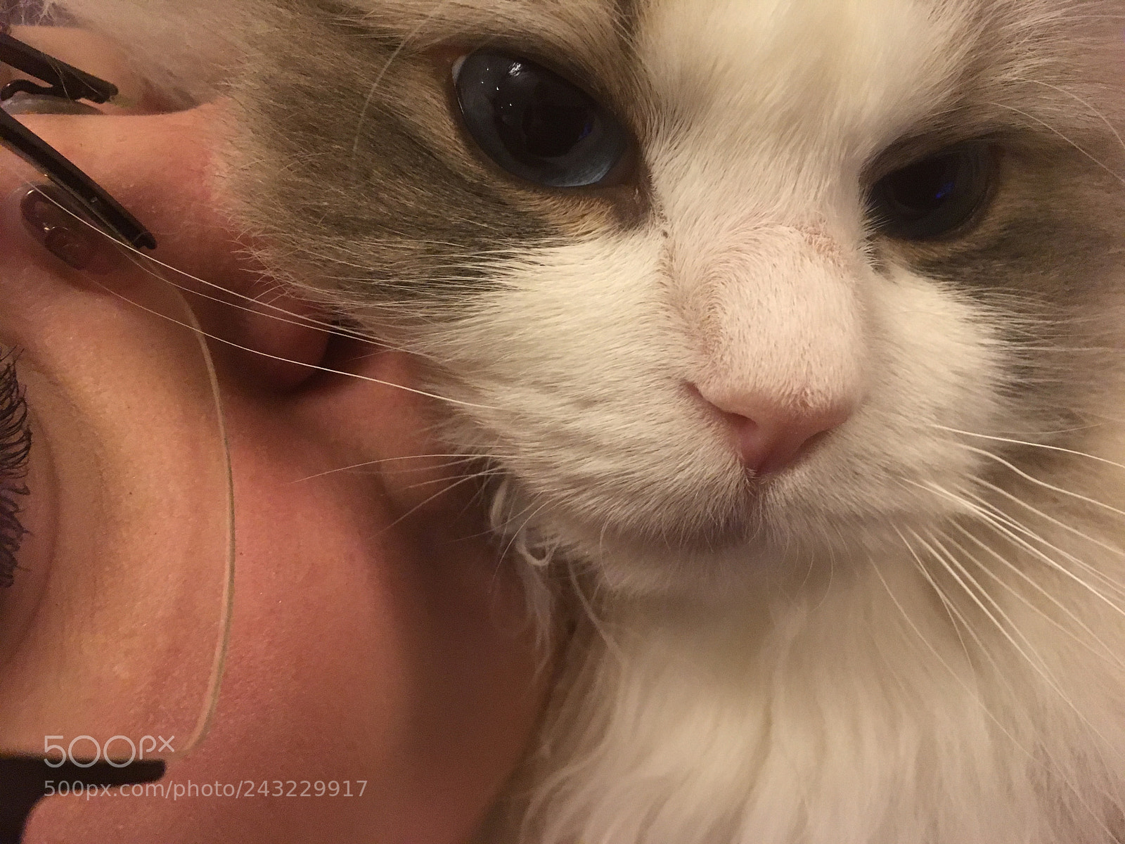 Apple iPhone SE sample photo. Catlove photography
