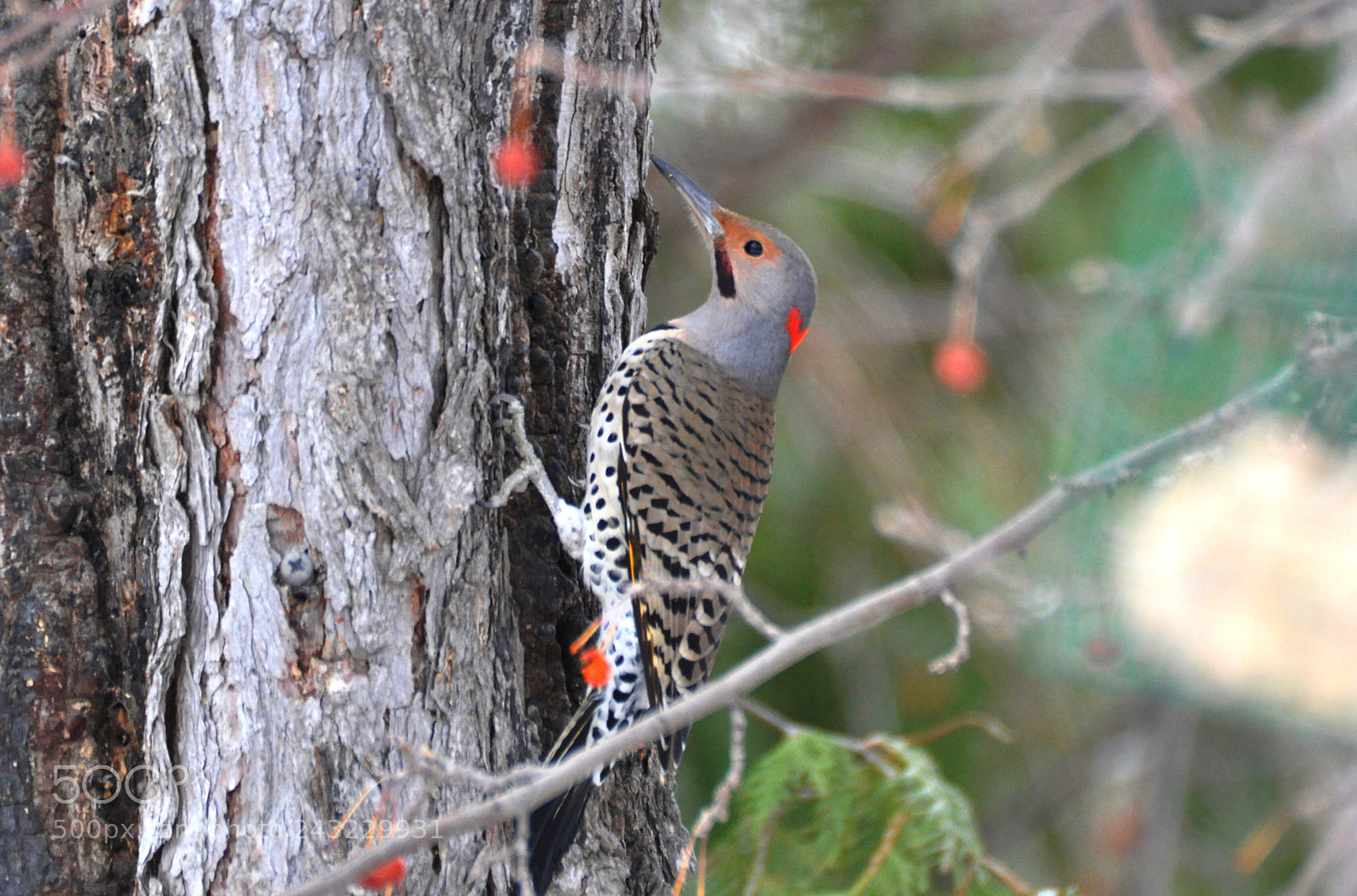 Nikon D90 sample photo. Flicker photography