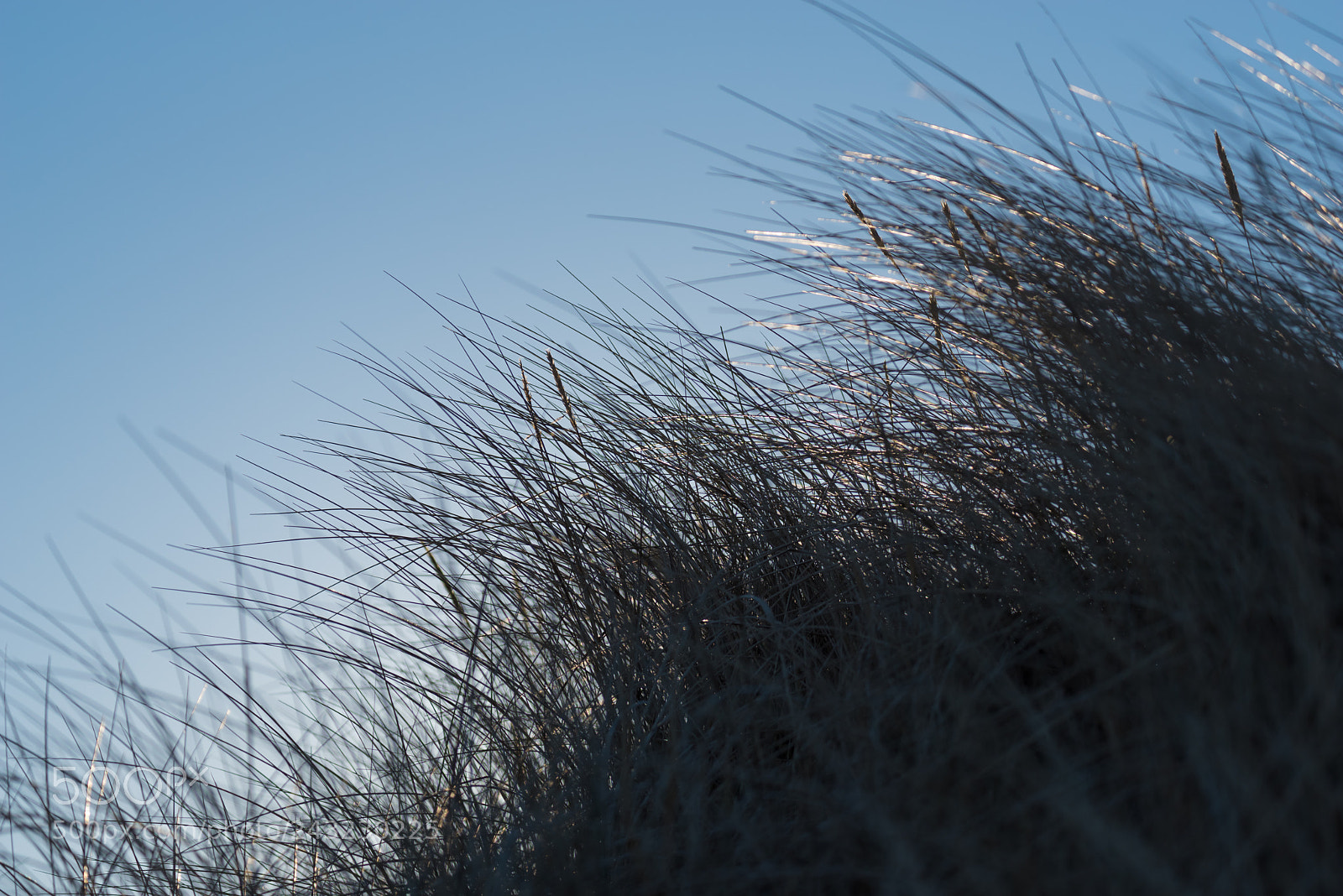 Pentax K-1 sample photo. Abstracts of dune grassland photography