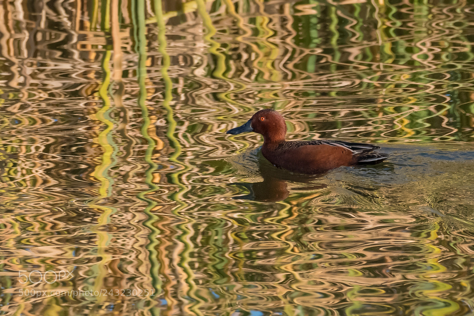 Nikon D500 sample photo. Cinnamon teal and ripples photography