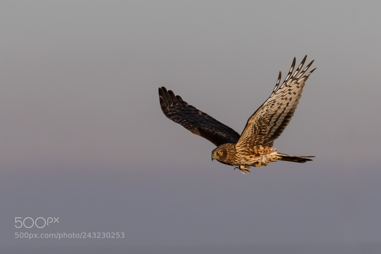 Nikon D500 sample photo. Northern harrier with prey photography