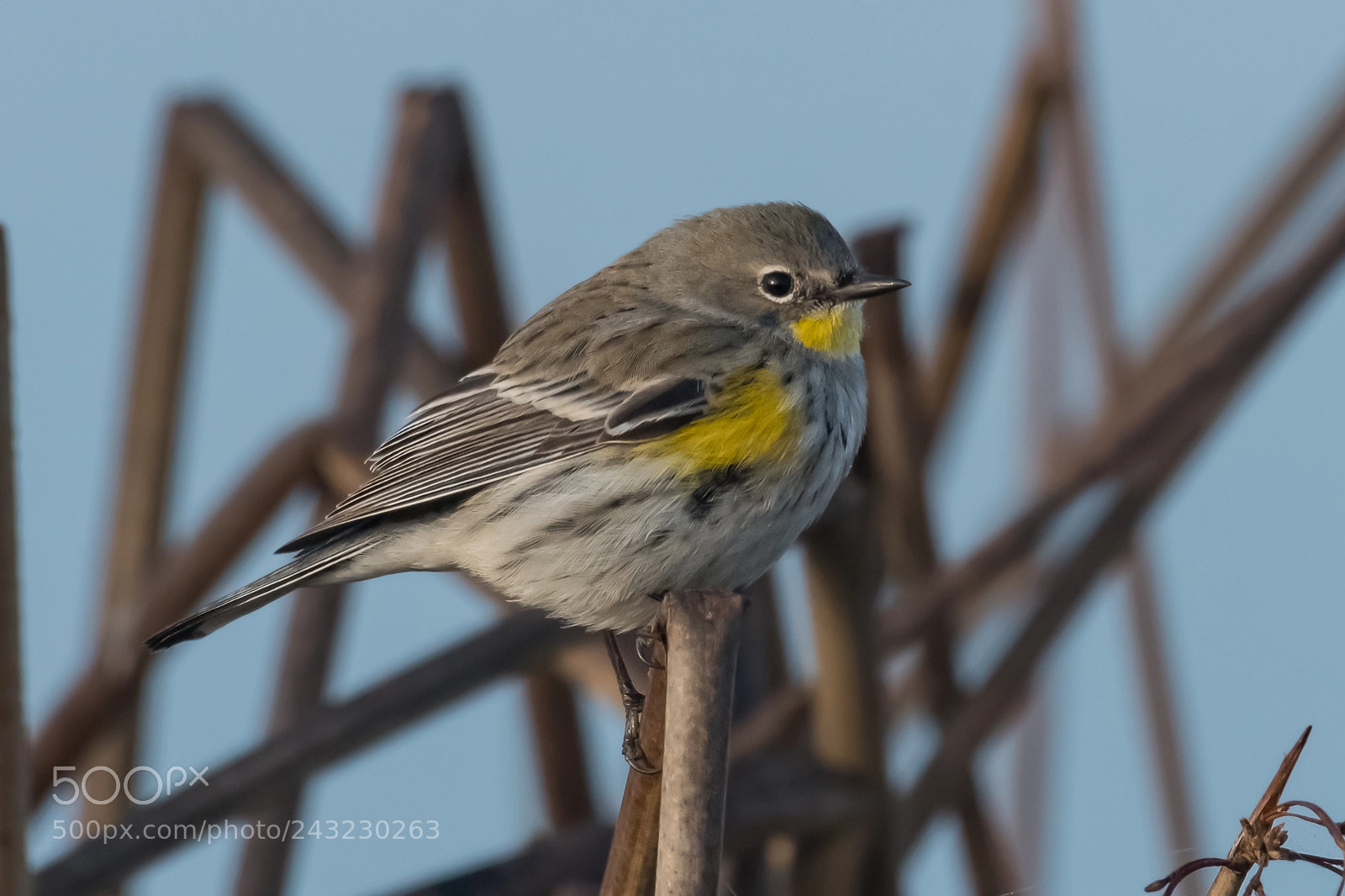 Nikon D500 sample photo. Yellow-rumped warbler on reeds photography