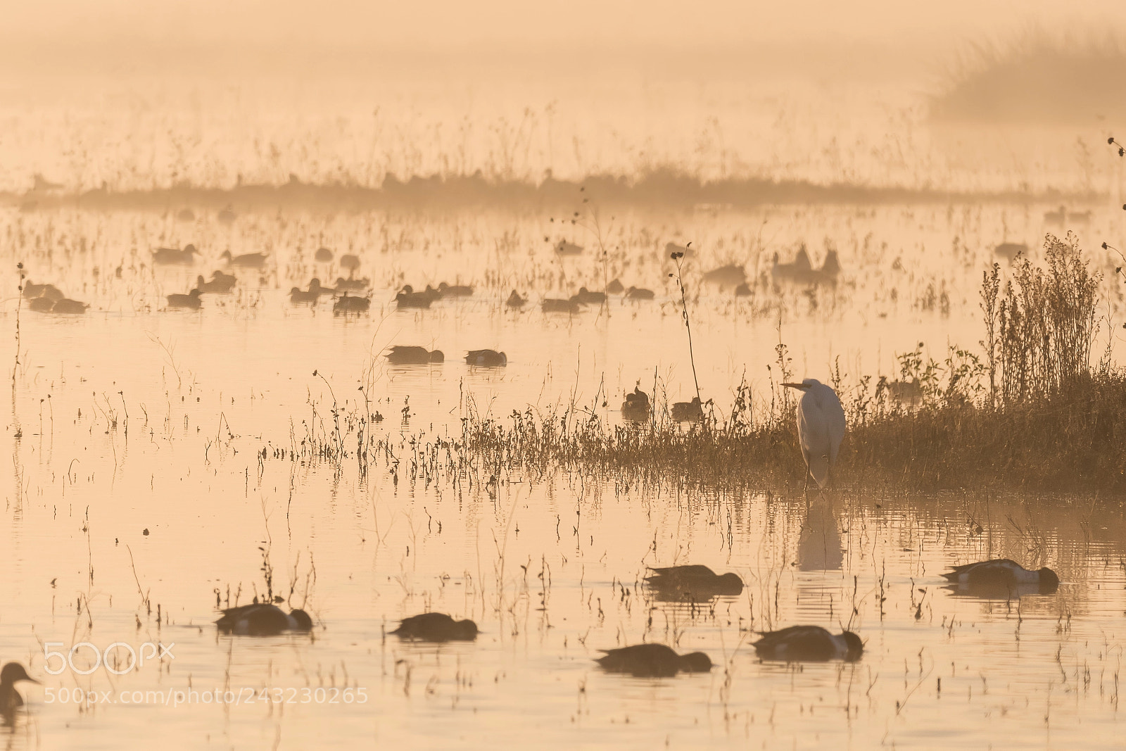 Nikon D500 sample photo. Great egret and shovelers photography