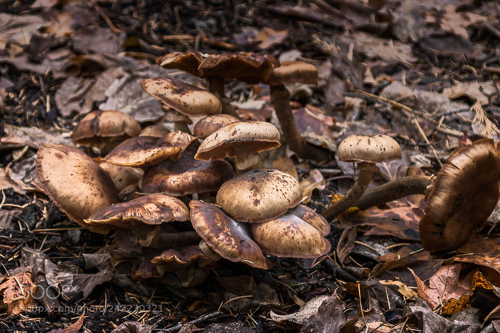Canon EOS 760D (EOS Rebel T6s / EOS 8000D) sample photo. Shrooms photography