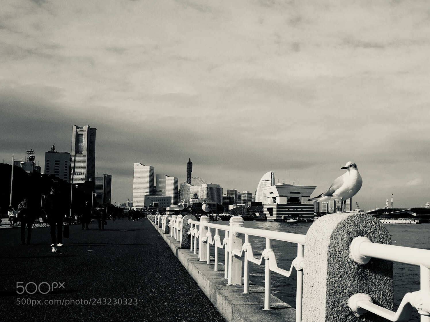 Ricoh GR II sample photo. Sea gull photography