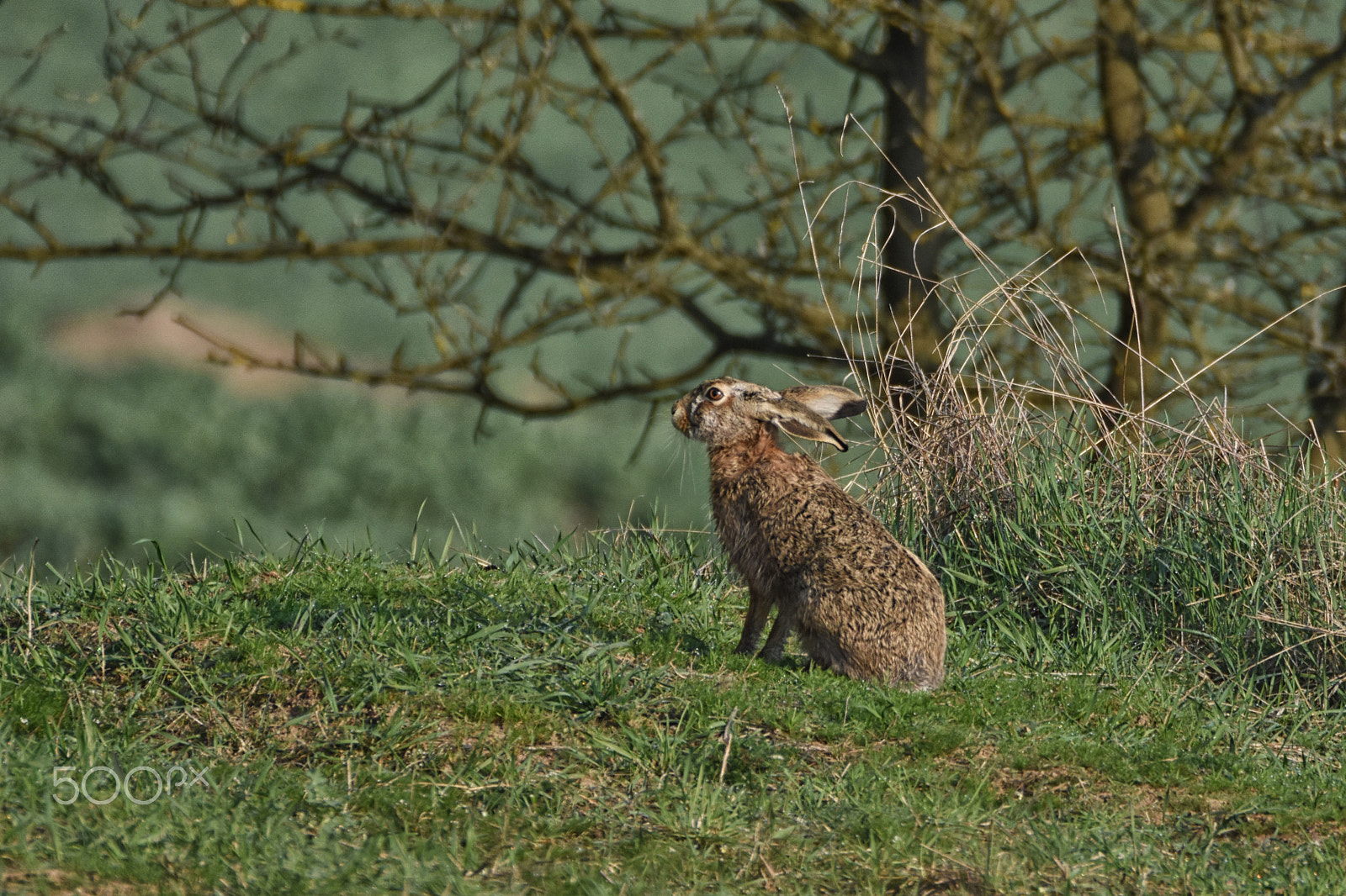 Sigma 150-600mm F5-6.3 DG OS HSM | C sample photo. Coney photography