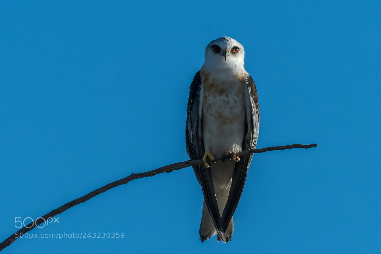 Nikon D500 sample photo. White-tailed kite perched on photography
