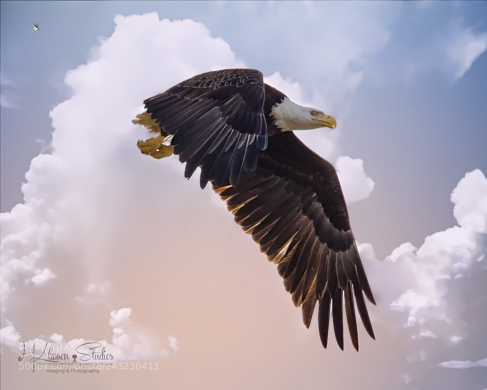 Canon EOS 6D sample photo. Flight of the eagle photography