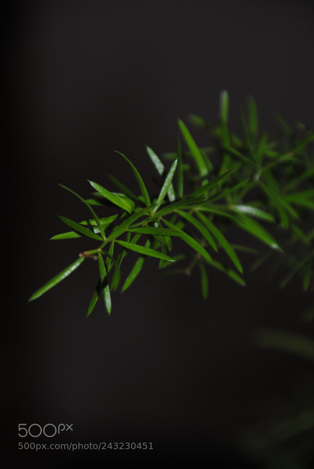 Nikon D3000 sample photo. Something green photography