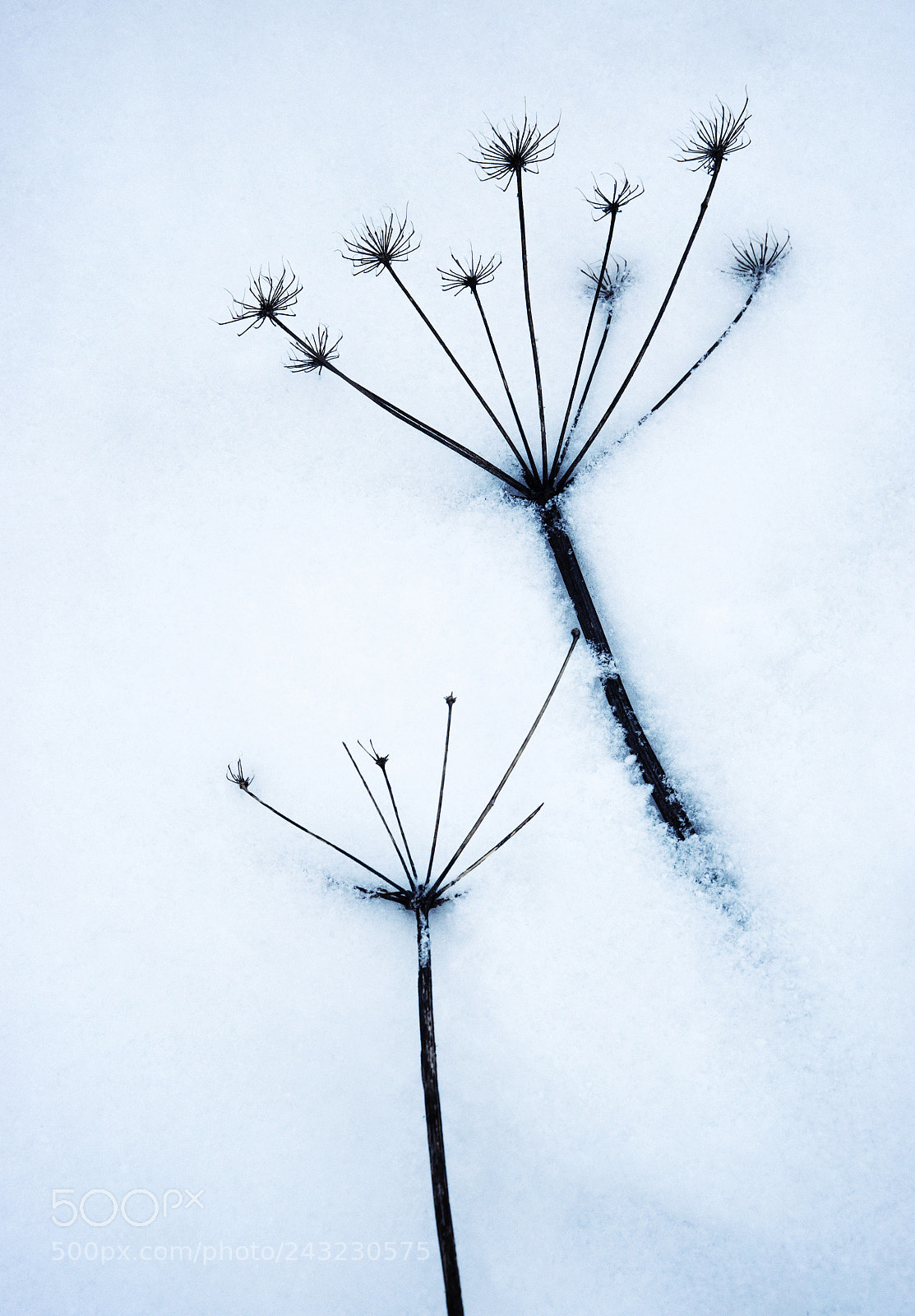 Nikon D5500 sample photo. Herbs covered with snow photography