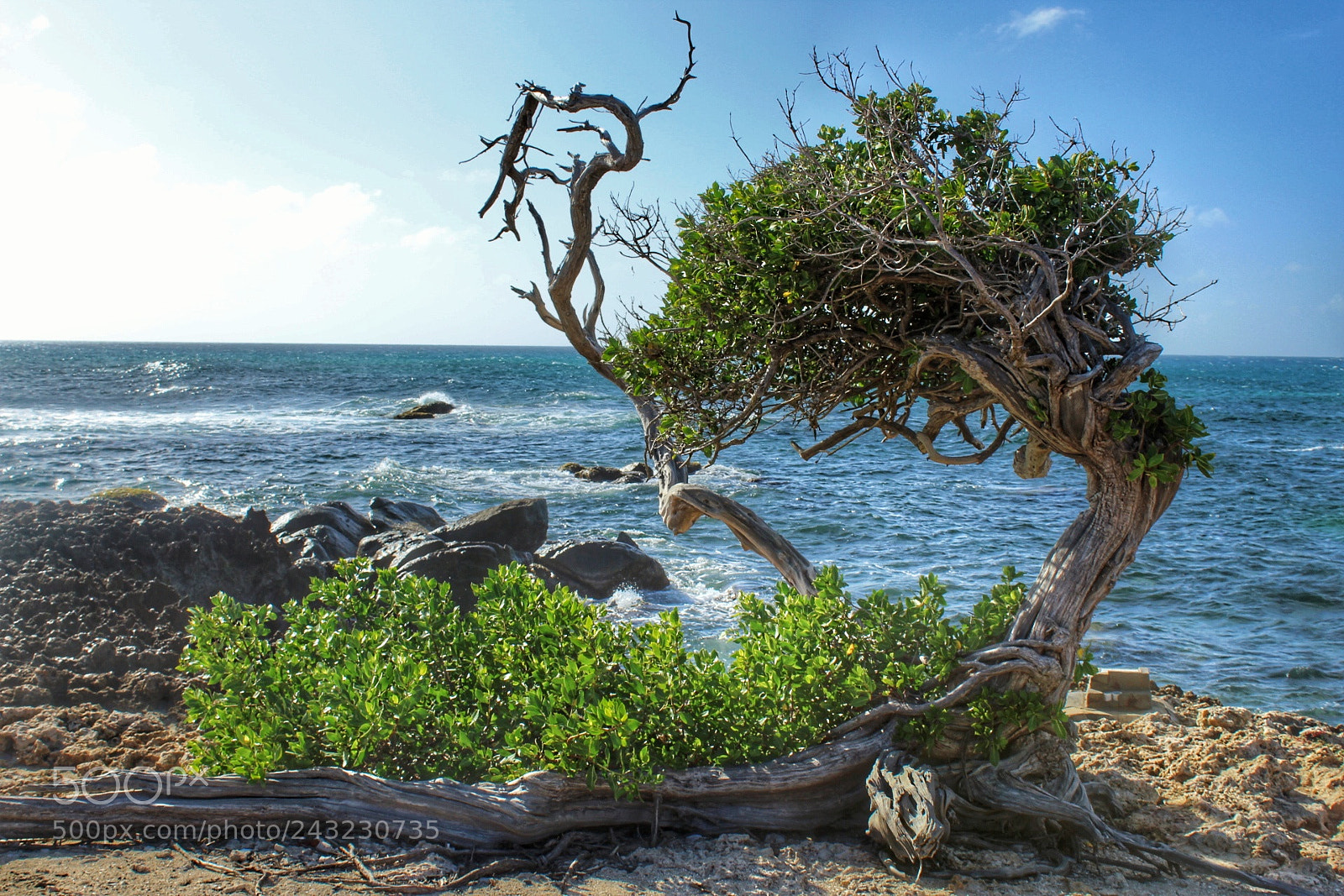 Canon EOS 1300D (EOS Rebel T6 / EOS Kiss X80) sample photo. Tree at the beach photography