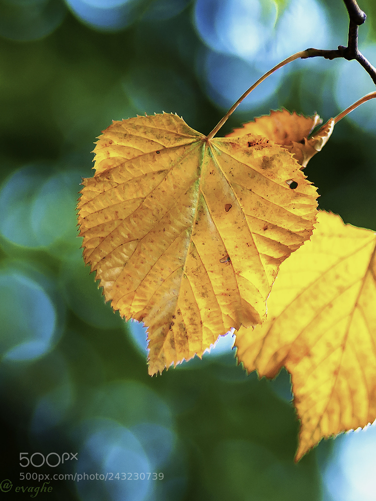 Nikon D90 sample photo. Fall photography