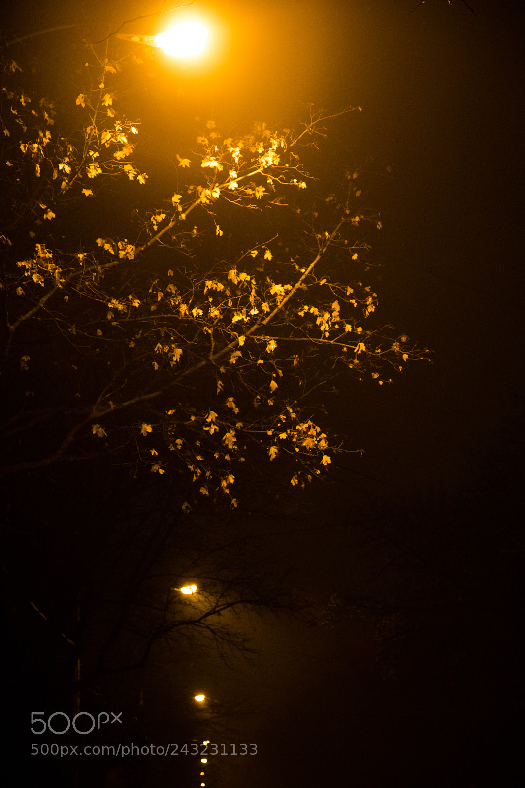 Canon EOS 5D Mark IV sample photo. Golden leaves at night photography