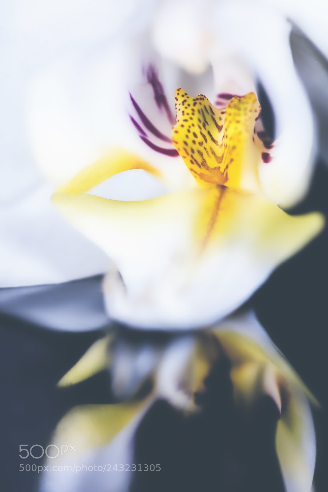Canon EOS 5DS R sample photo. Delicate. photography