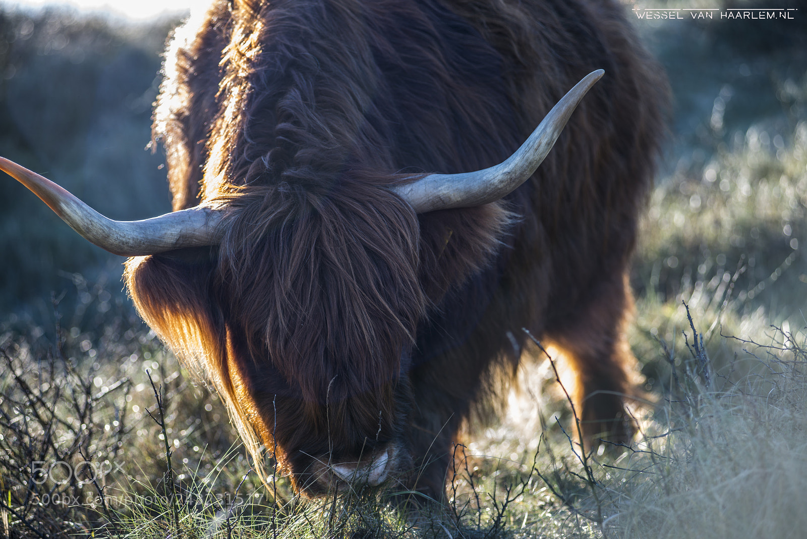 Nikon D800 sample photo. Scottish highland cattle photography