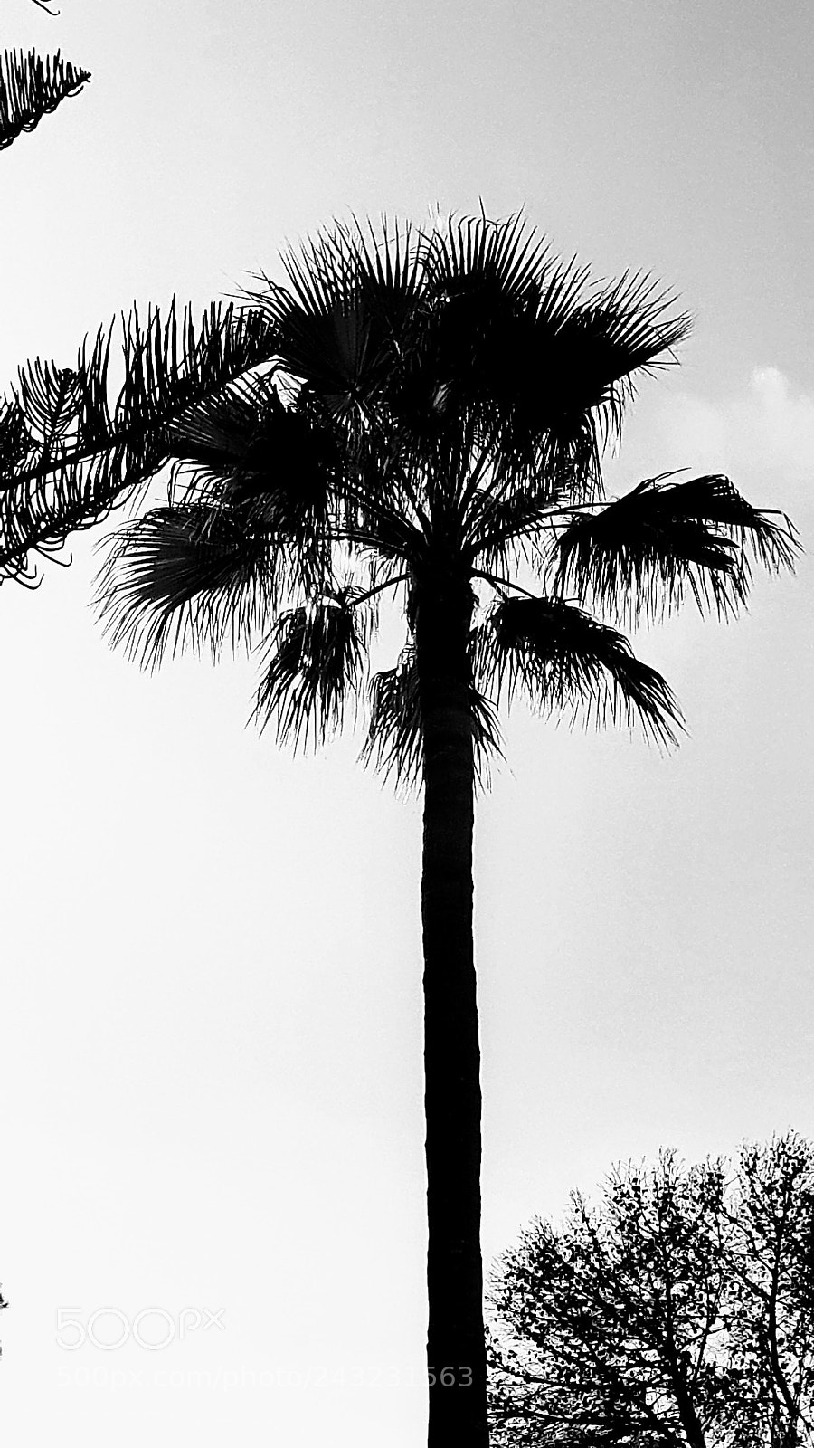 Samsung Galaxy S5 Neo sample photo. Minimalismo photography