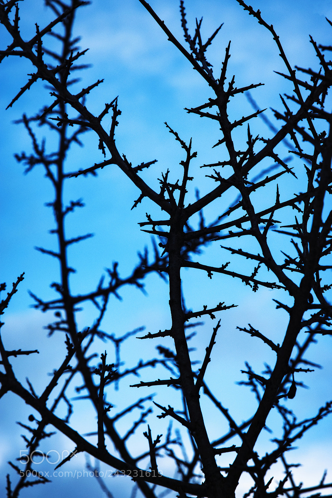 Nikon D5500 sample photo. Blackthorn twig against the photography