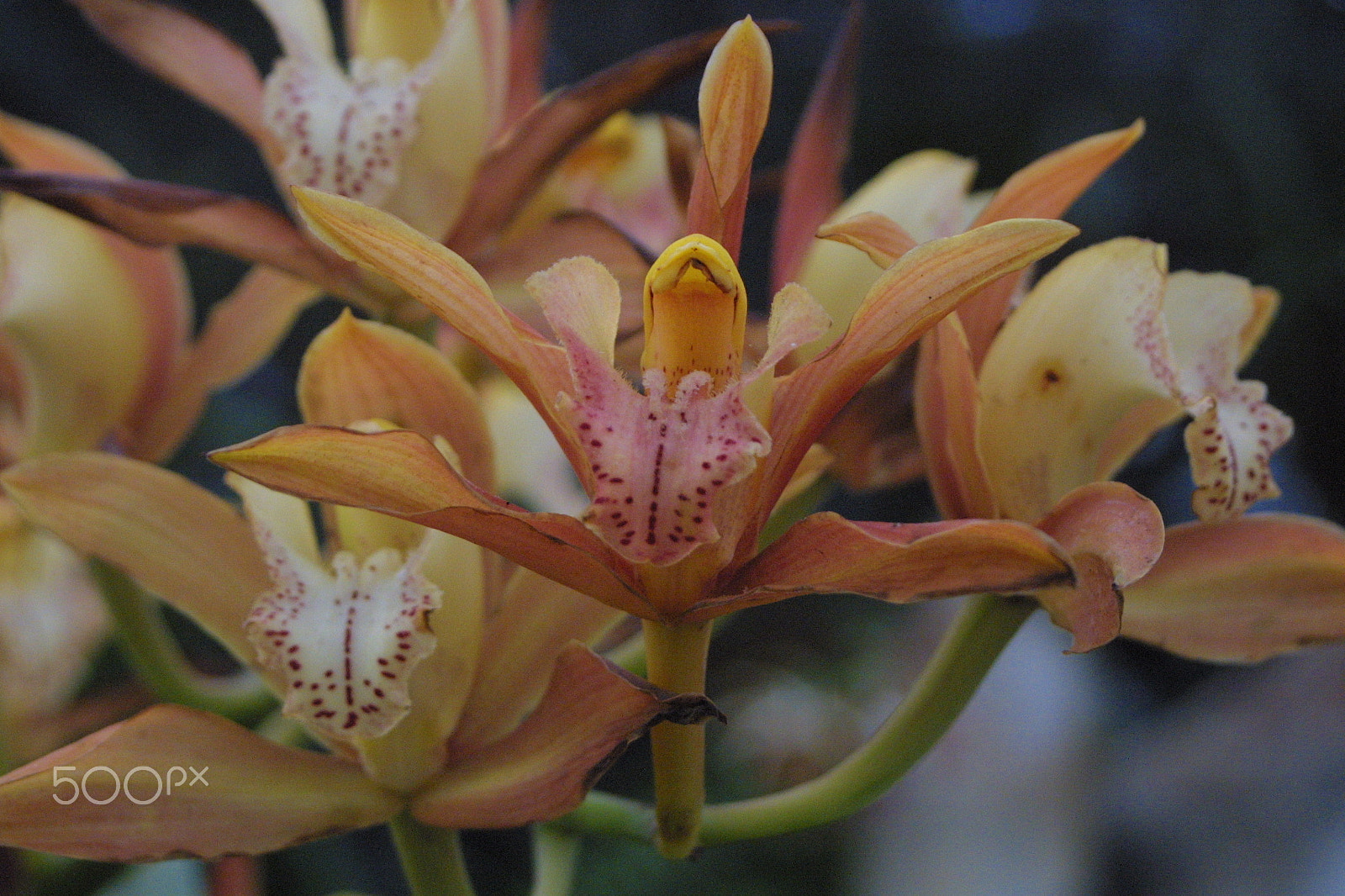 Canon EF 28-80mm f/3.5-5.6 sample photo. Yellow orchid photography