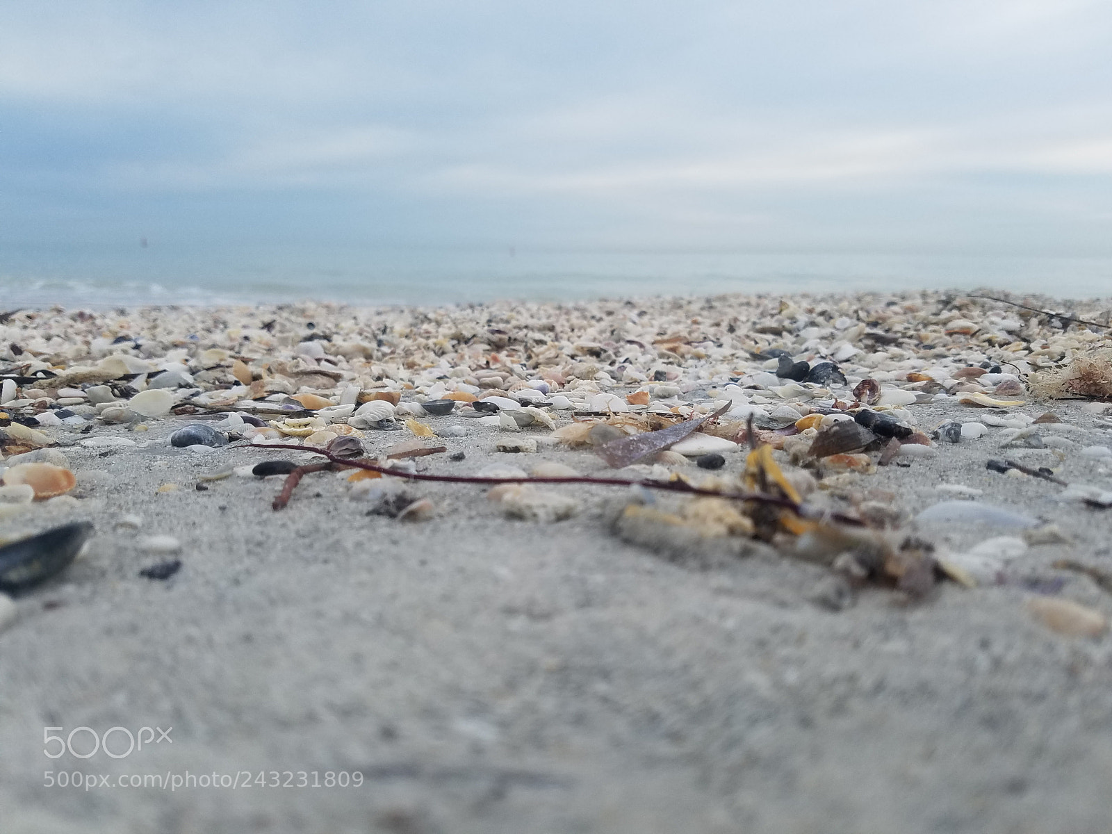 Samsung Galaxy S7 Edge sample photo. Sea shells by the photography