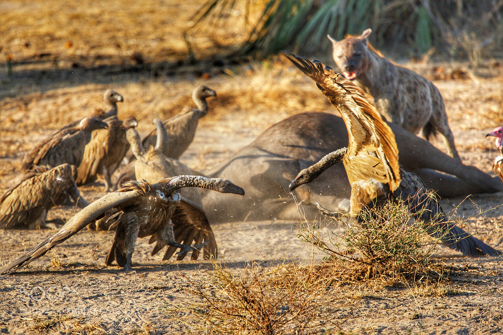 Canon EOS-1D Mark III sample photo. Vultures fighting for the photography