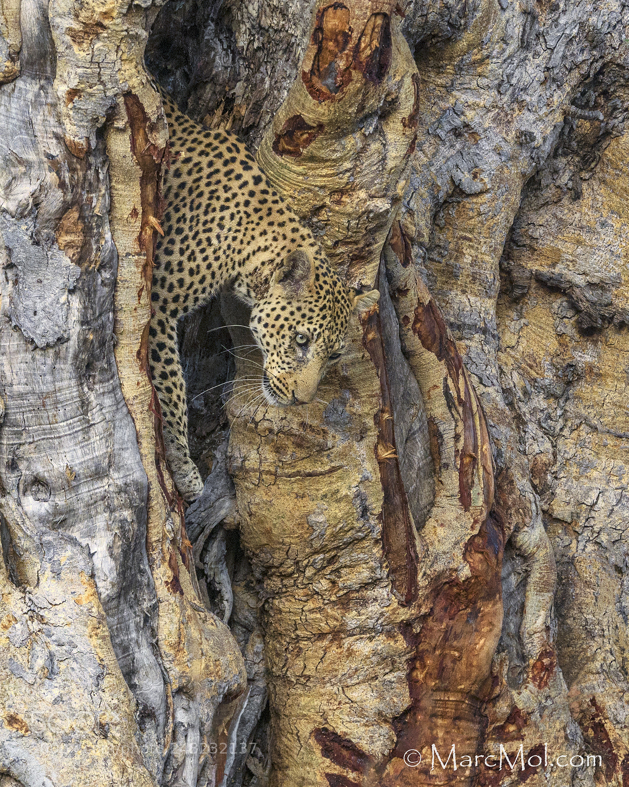 Nikon D850 sample photo. Leopard in sycamore fig. photography