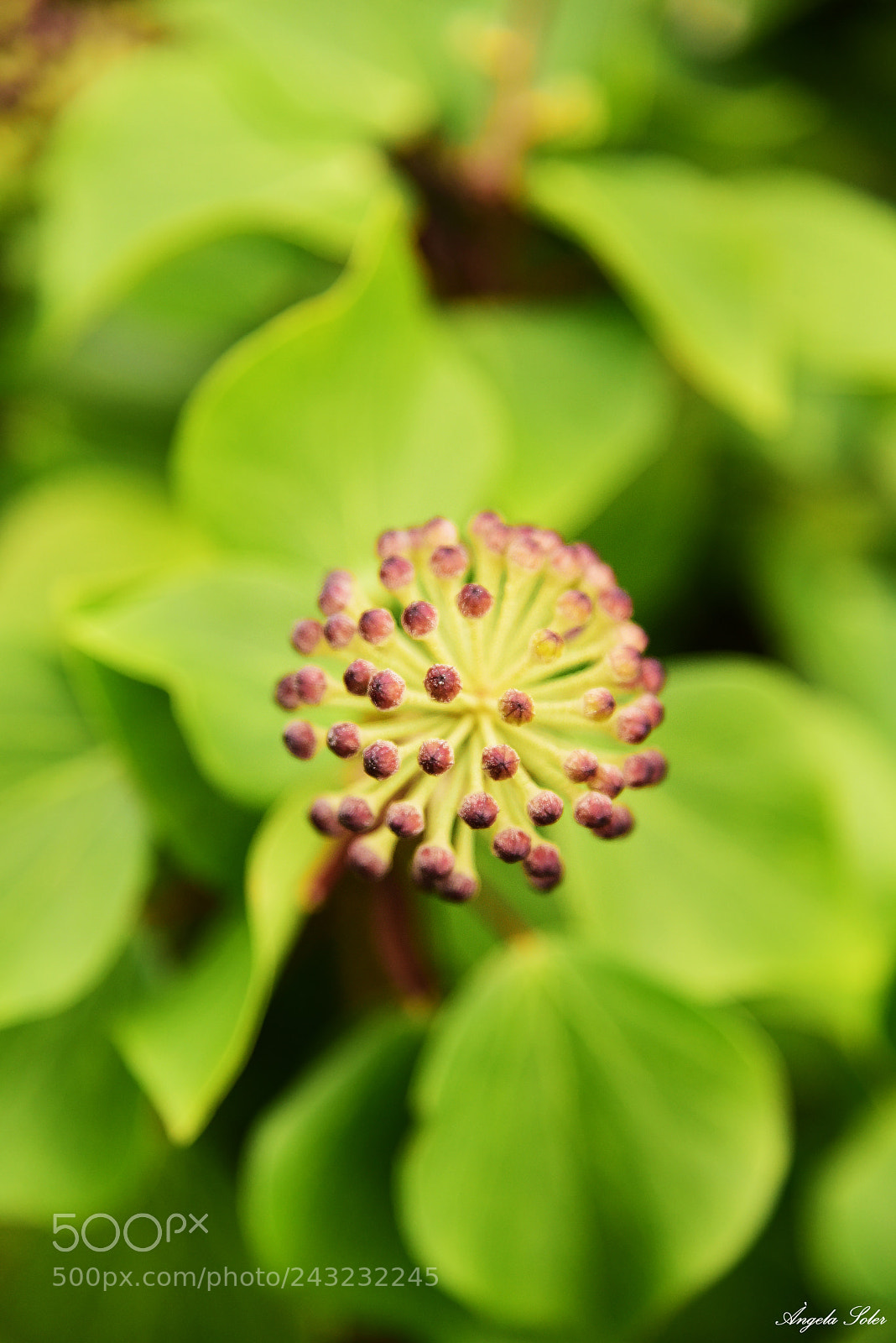 Nikon AF-S Nikkor 24-120mm F4G ED VR sample photo. Flor rara photography