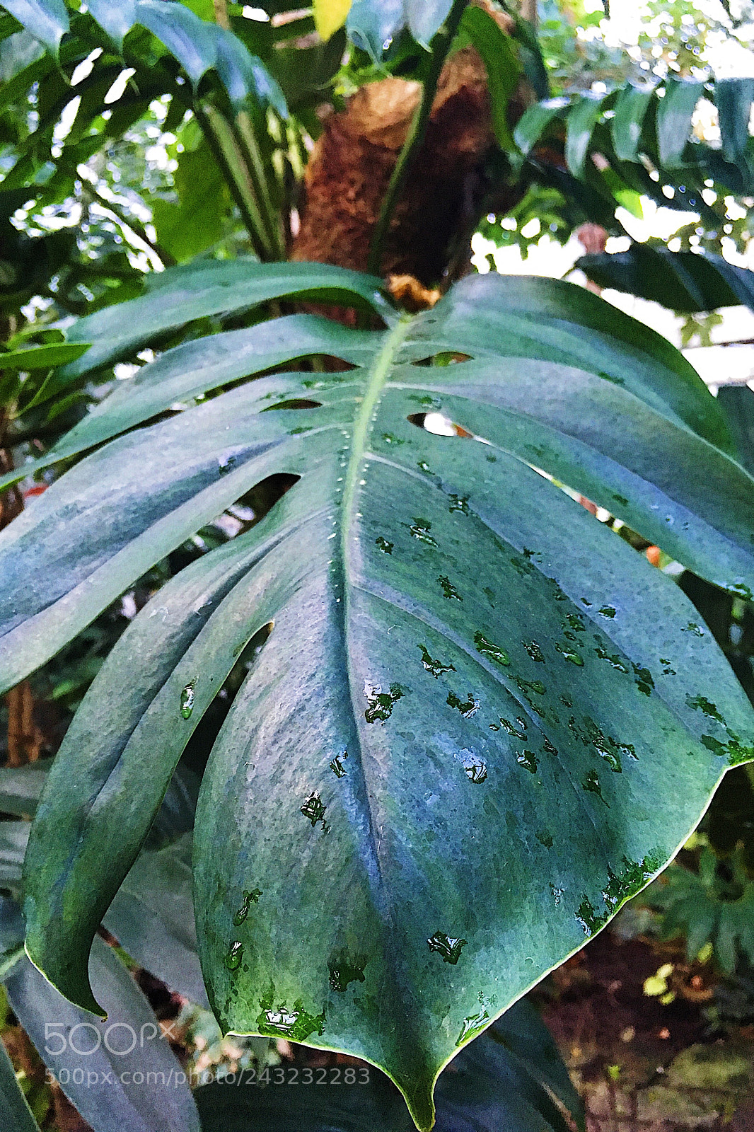 Apple iPhone SE sample photo. Untitled photography