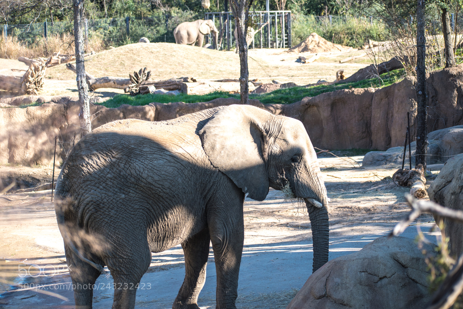 Nikon D5600 sample photo. Dallas zoo visit photography
