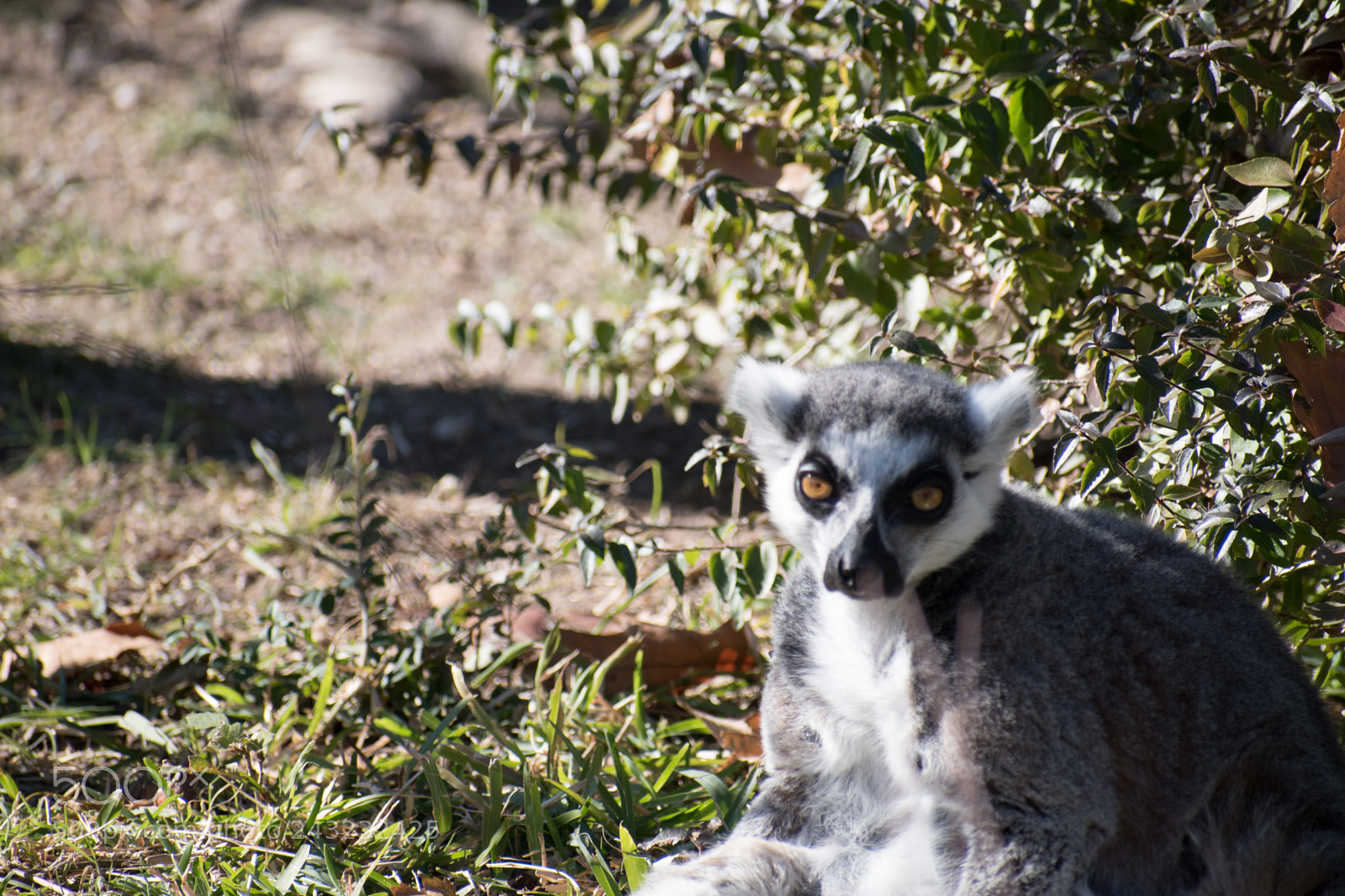 Nikon D5600 sample photo. Dallas zoo visit photography