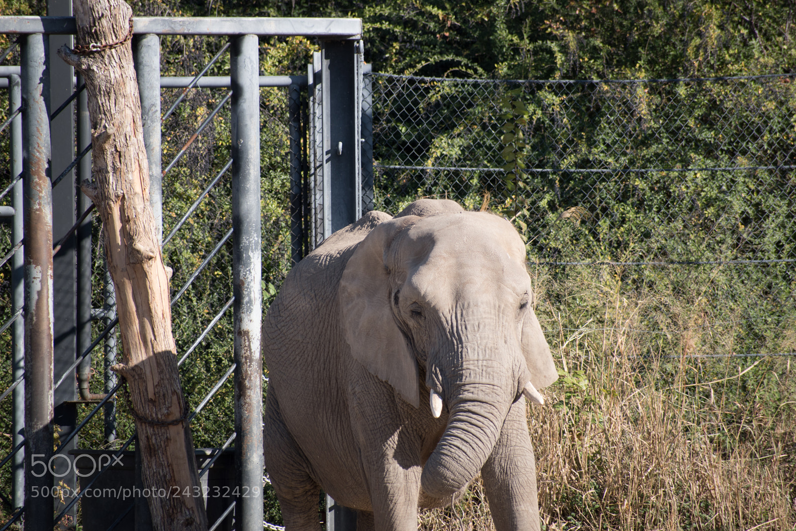 Nikon D5600 sample photo. Dallas zoo visit photography