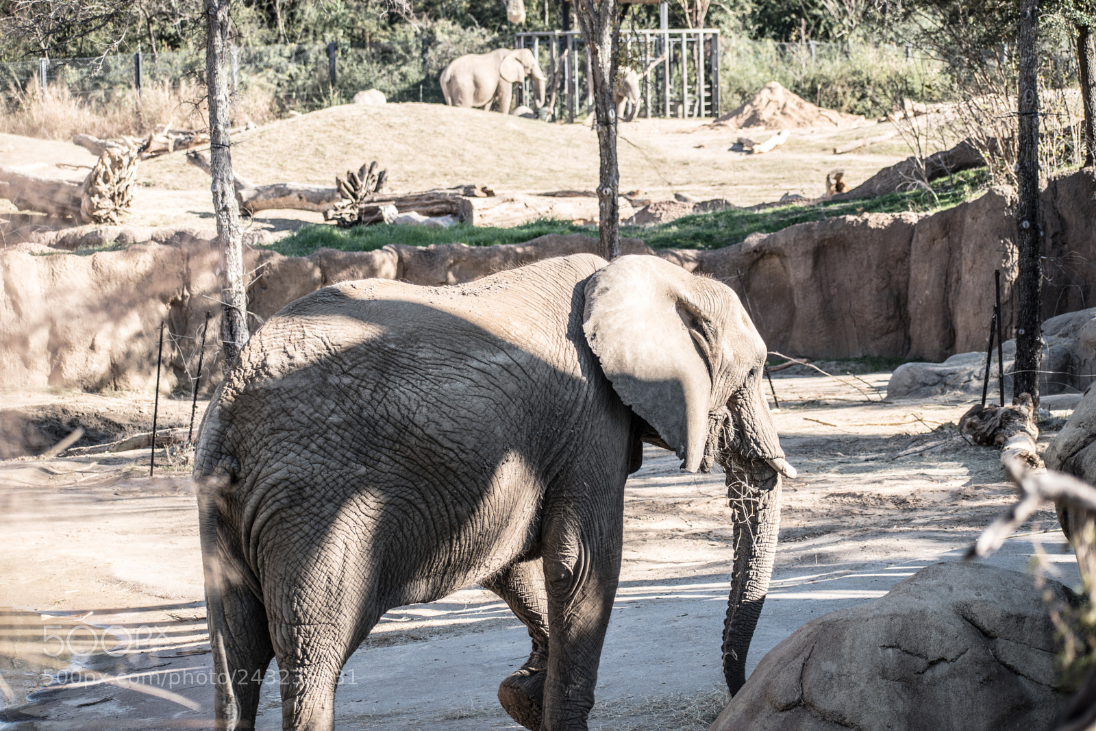 Nikon D5600 sample photo. Dallas zoo visit photography