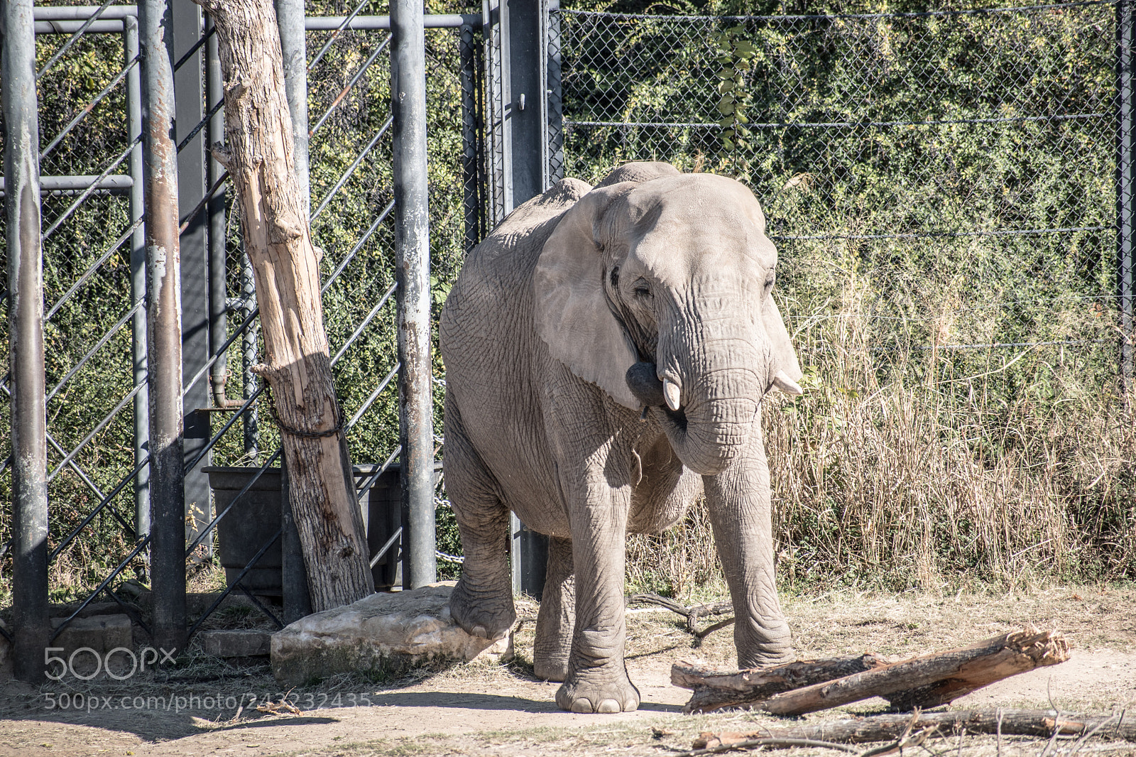 Nikon D5600 sample photo. Dallas zoo visit photography