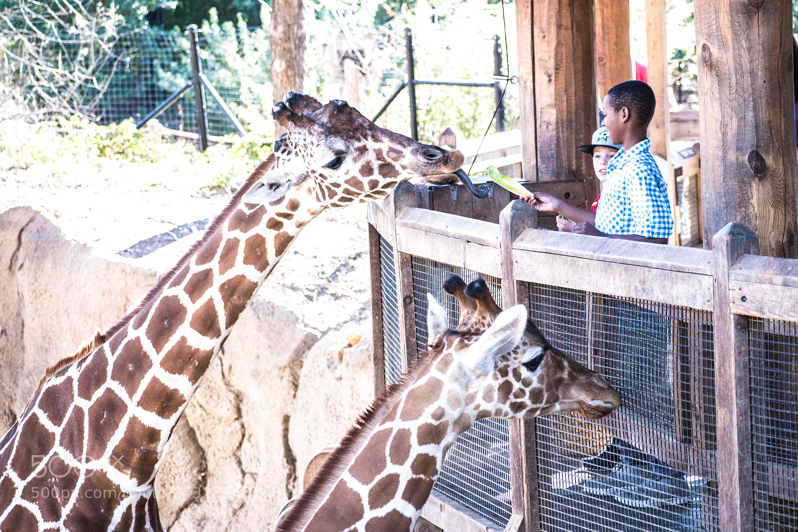 Nikon D5600 sample photo. Dallas zoo visit photography