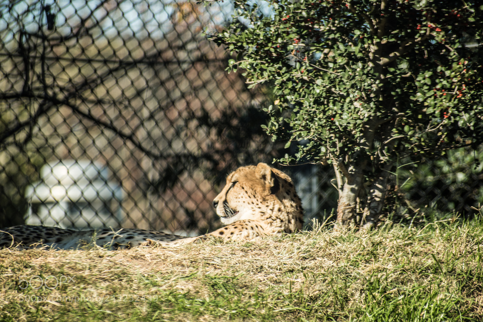 Nikon D5600 sample photo. Dallas zoo visit photography