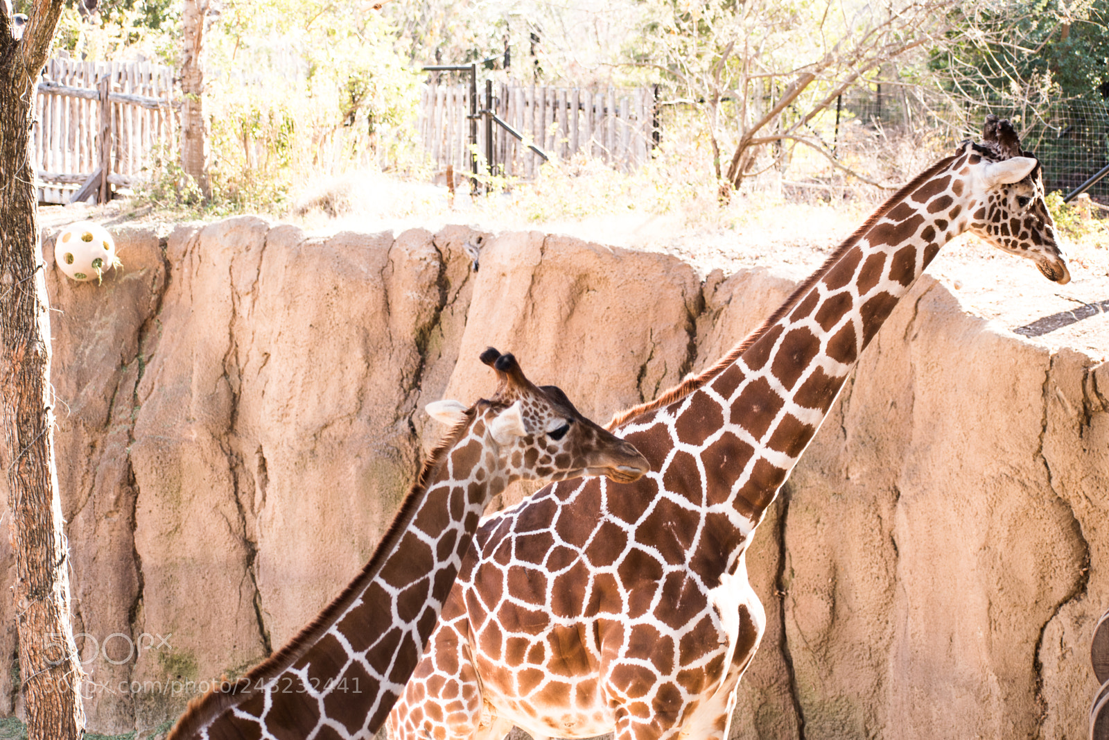 Nikon D5600 sample photo. Dallas zoo visit photography