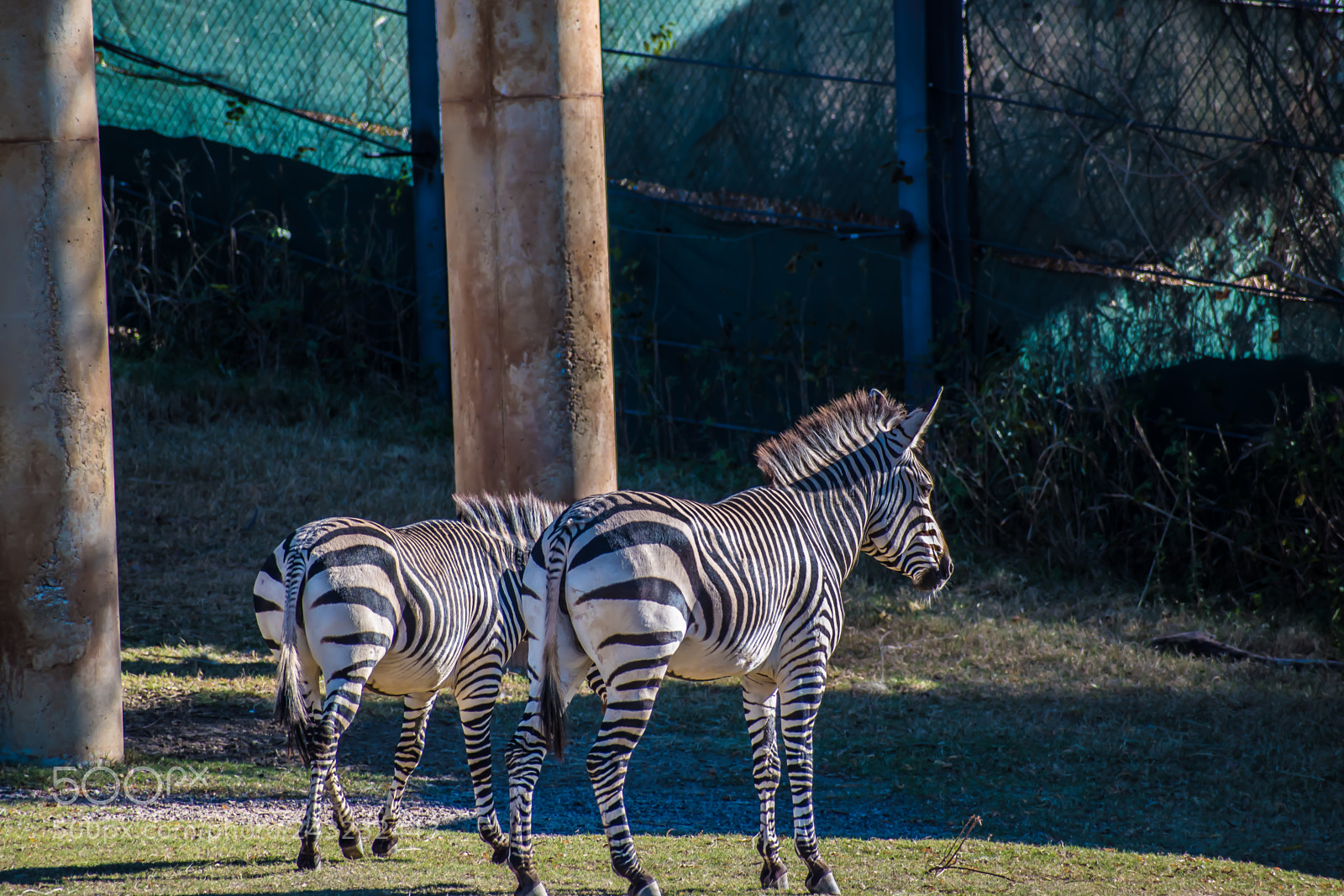 Nikon D5600 sample photo. Dallas zoo visit photography