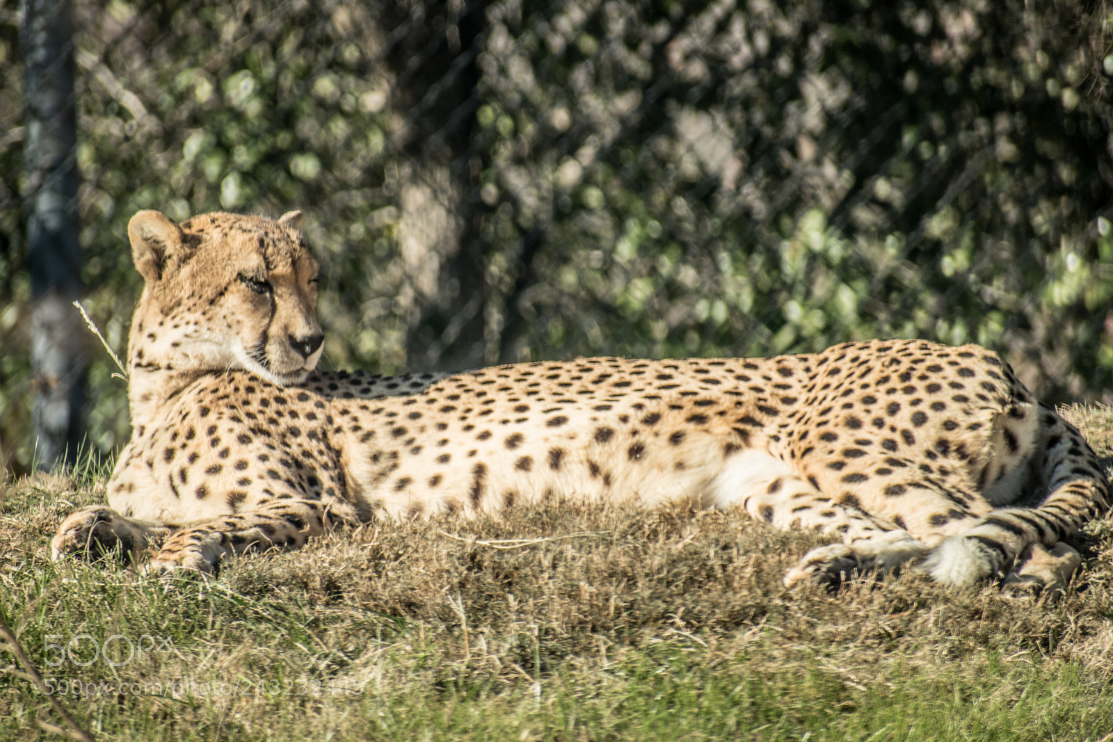 Nikon D5600 sample photo. Dallas zoo visit photography