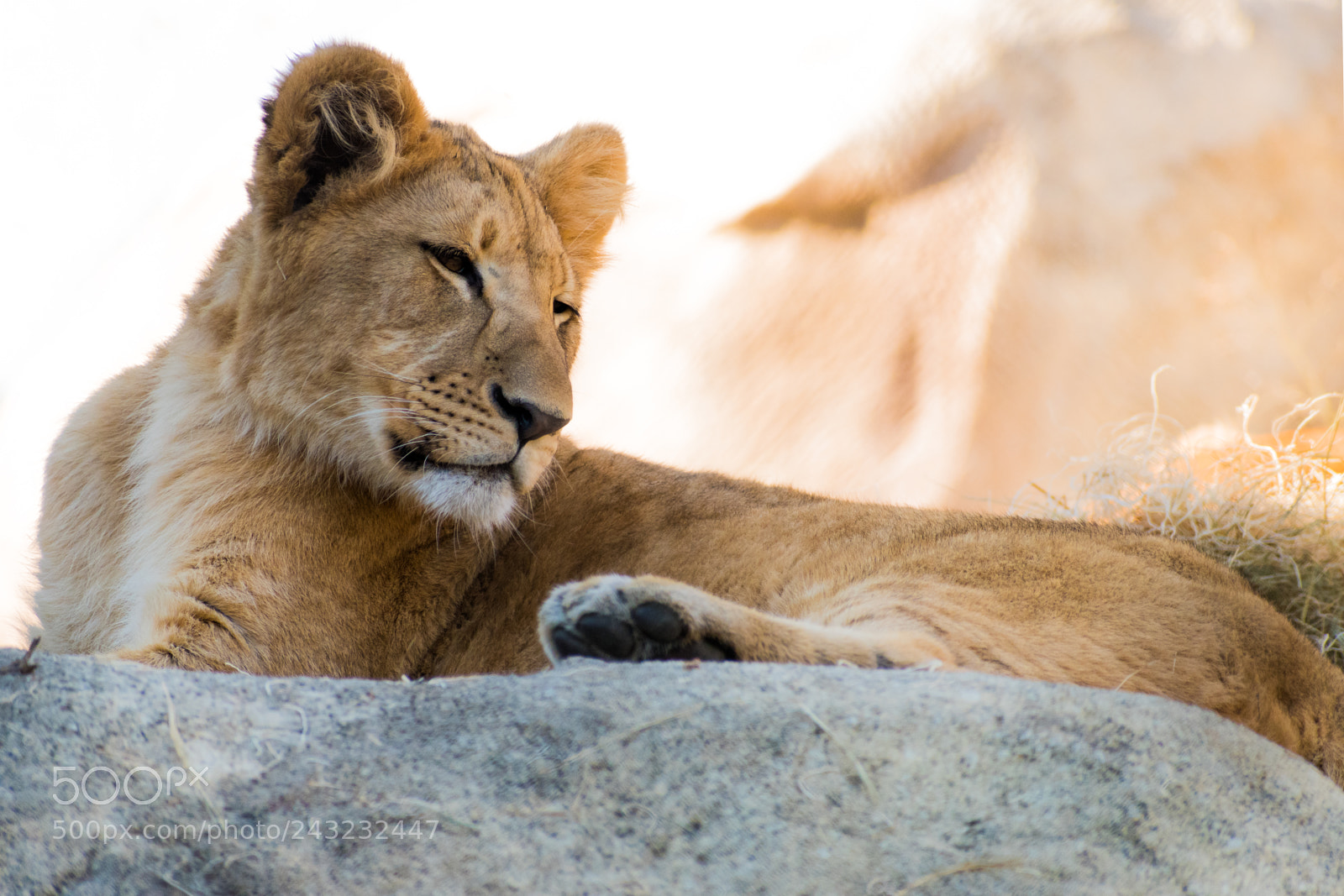 Nikon D5600 sample photo. Dallas zoo visit photography