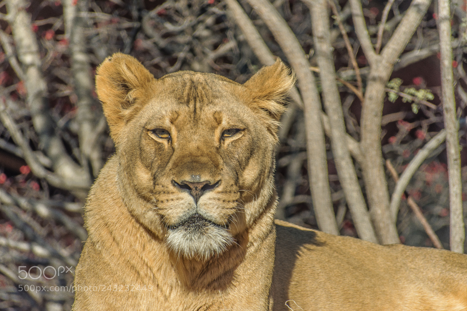 Nikon D5600 sample photo. Dallas zoo visit photography