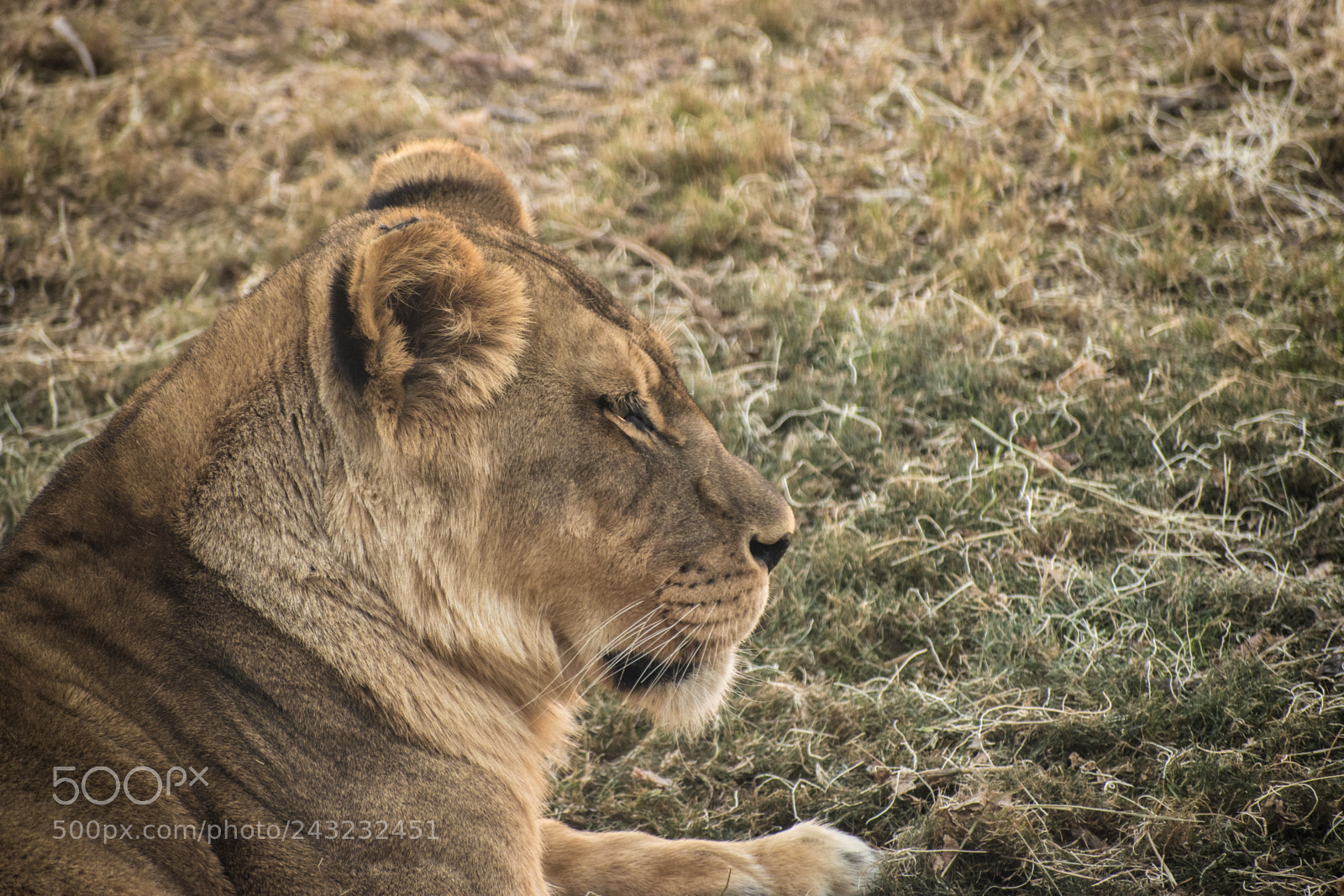 Nikon D5600 sample photo. Dallas zoo visit photography
