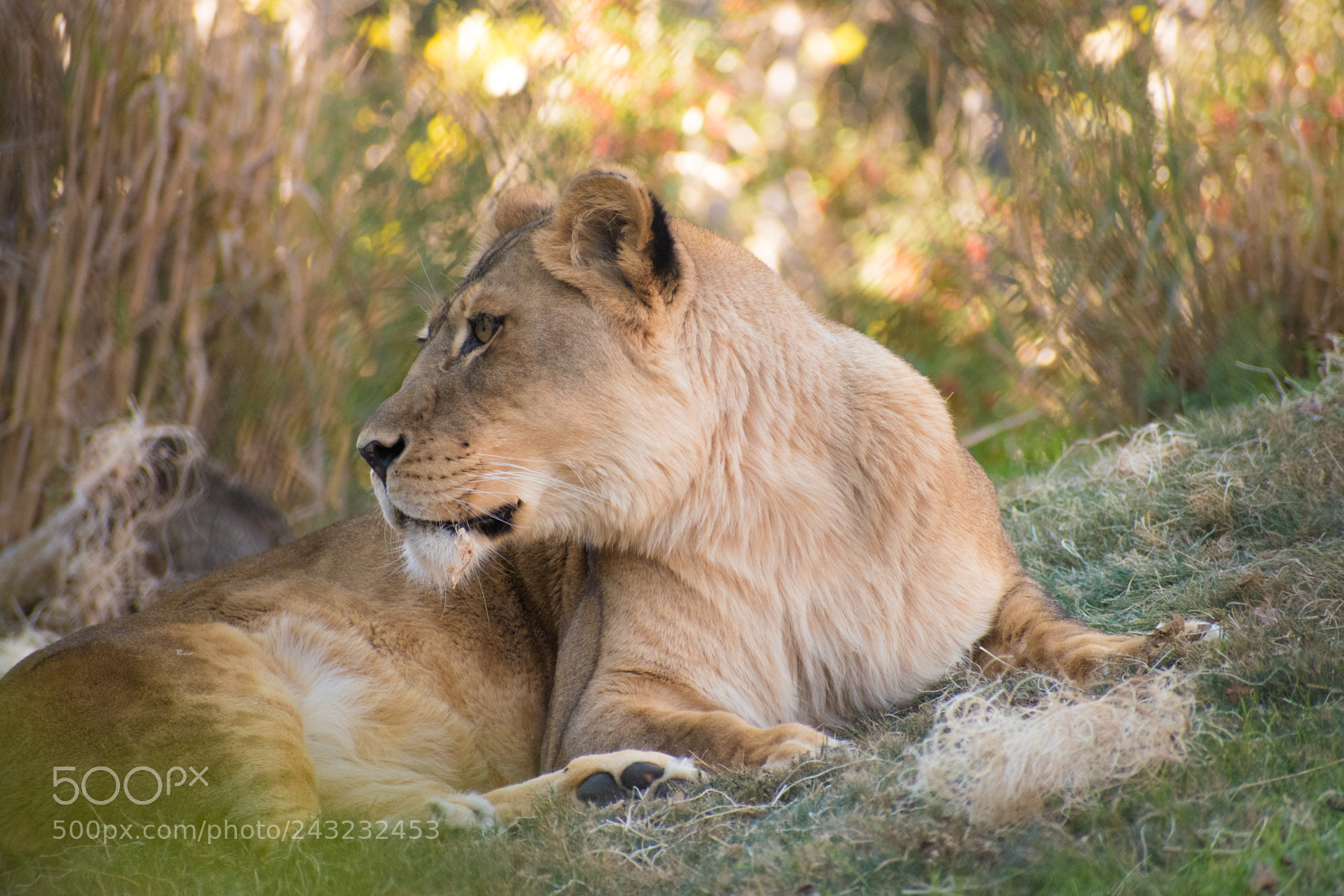 Nikon D5600 sample photo. Dallas zoo visit photography