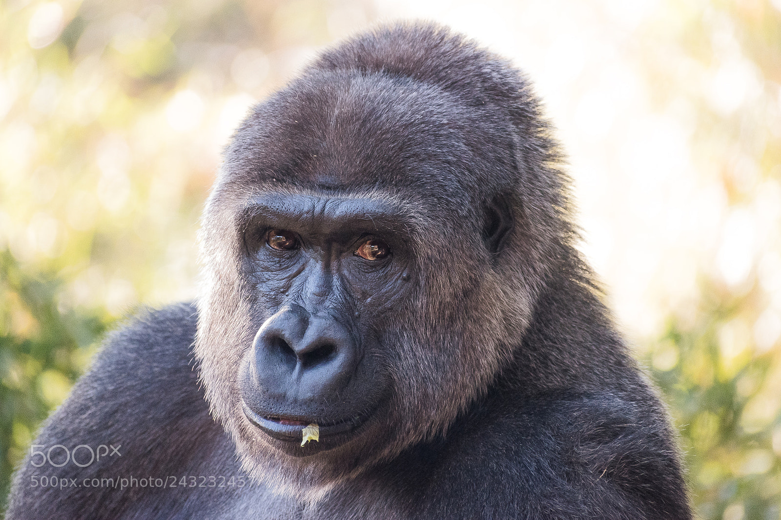 Nikon D5600 sample photo. Dallas zoo visit photography