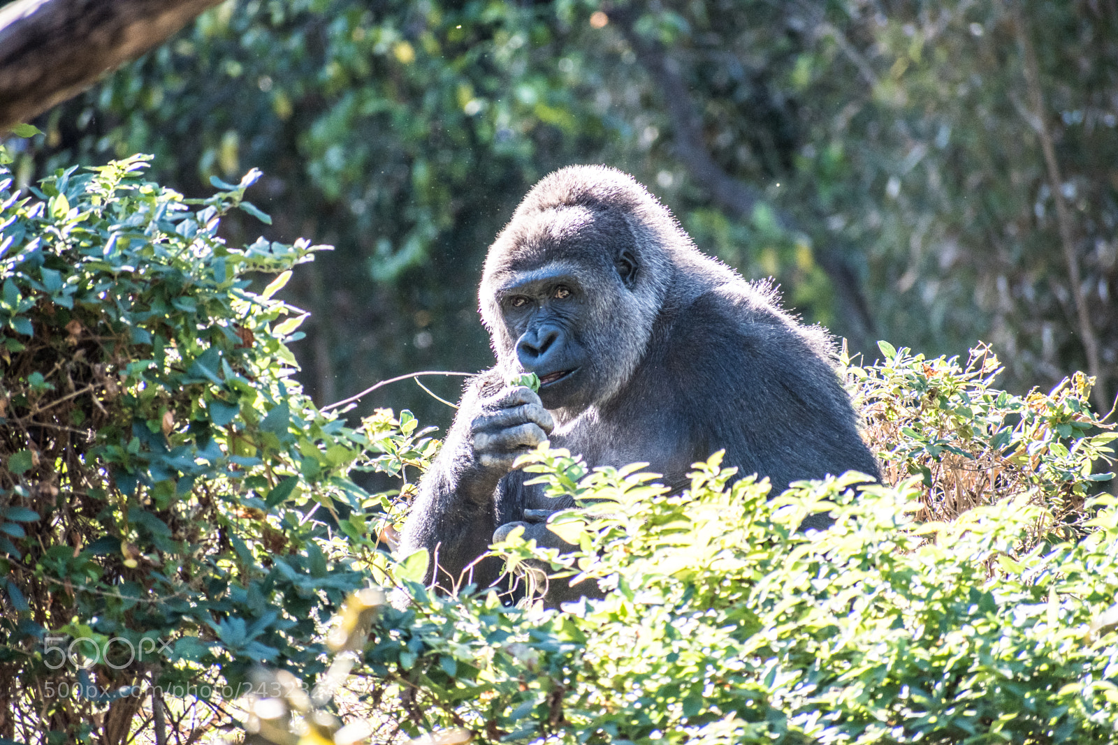 Nikon D5600 sample photo. Dallas zoo visit photography