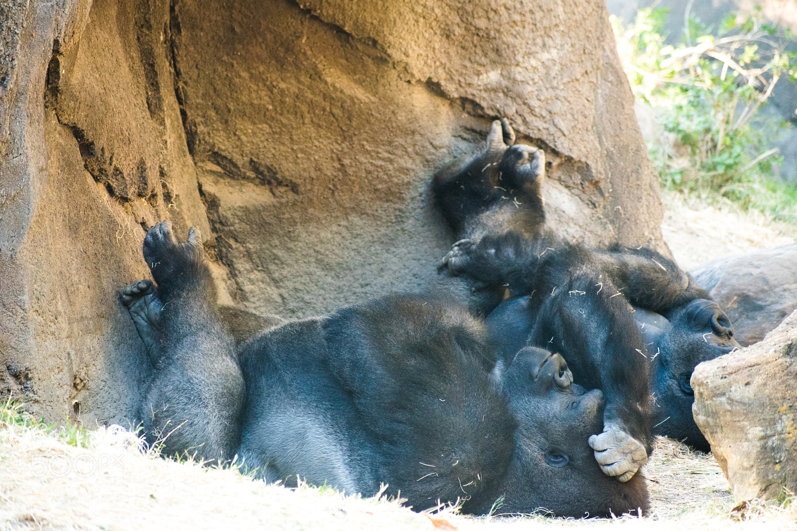 Nikon D5600 sample photo. Dallas zoo visit photography